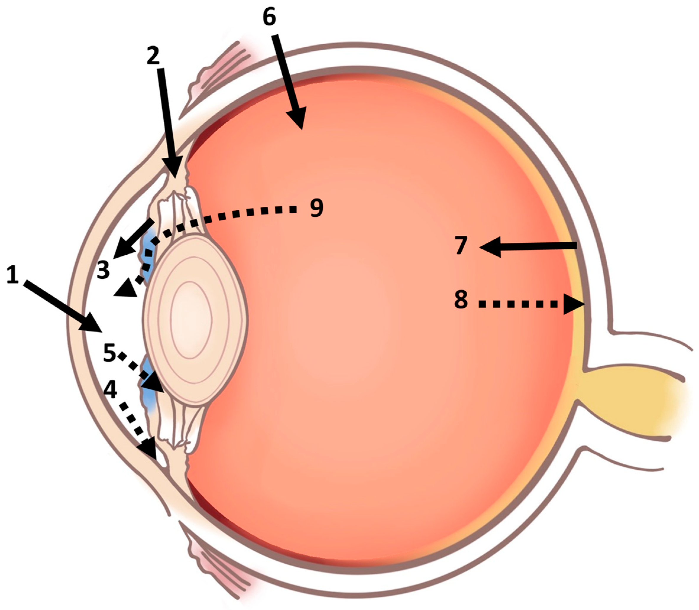 Ijms 24 15352 g002 Ijms 24 15352 g002