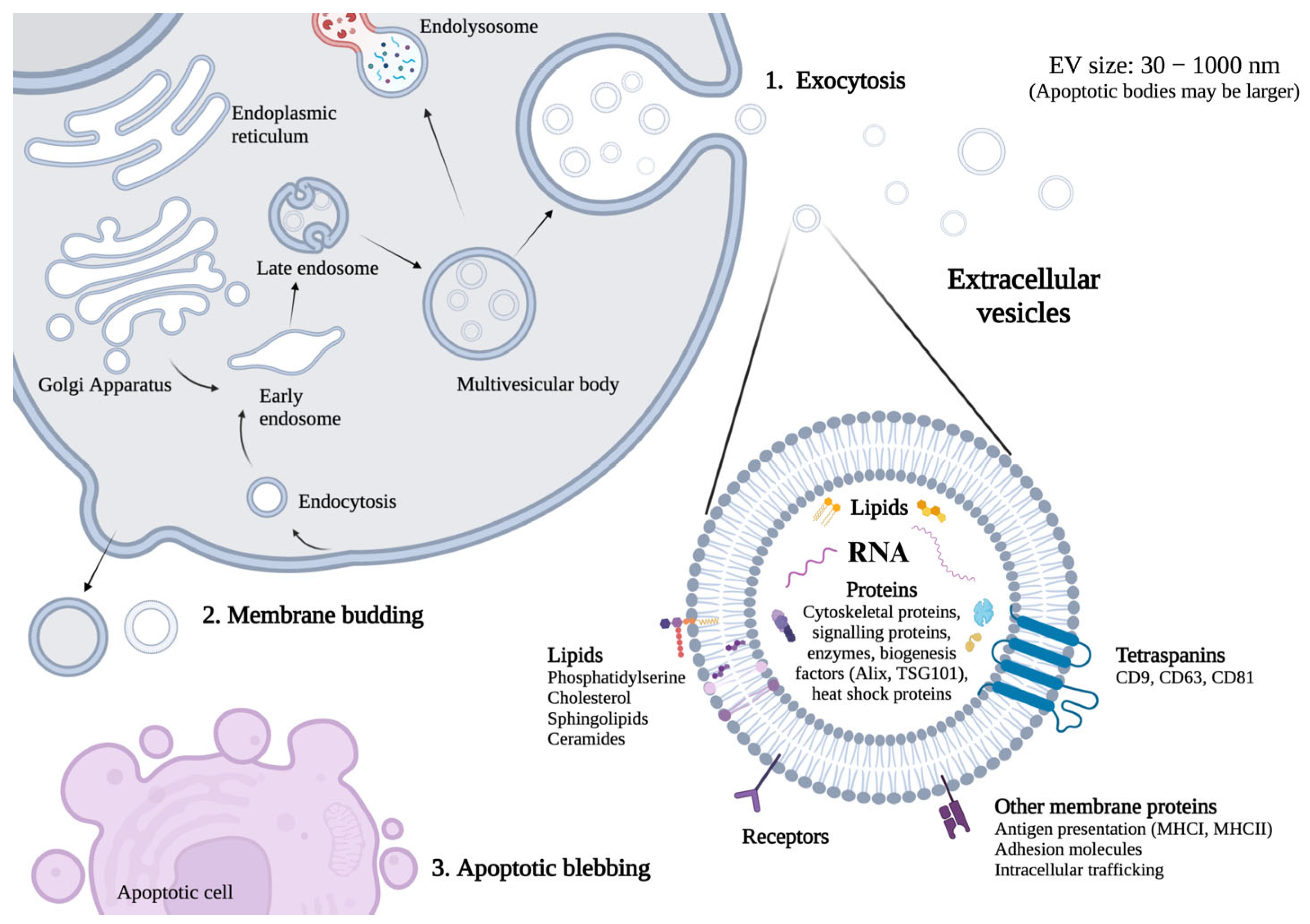 Ijms 24 15390 g001 Ijms 24 15390 g001
