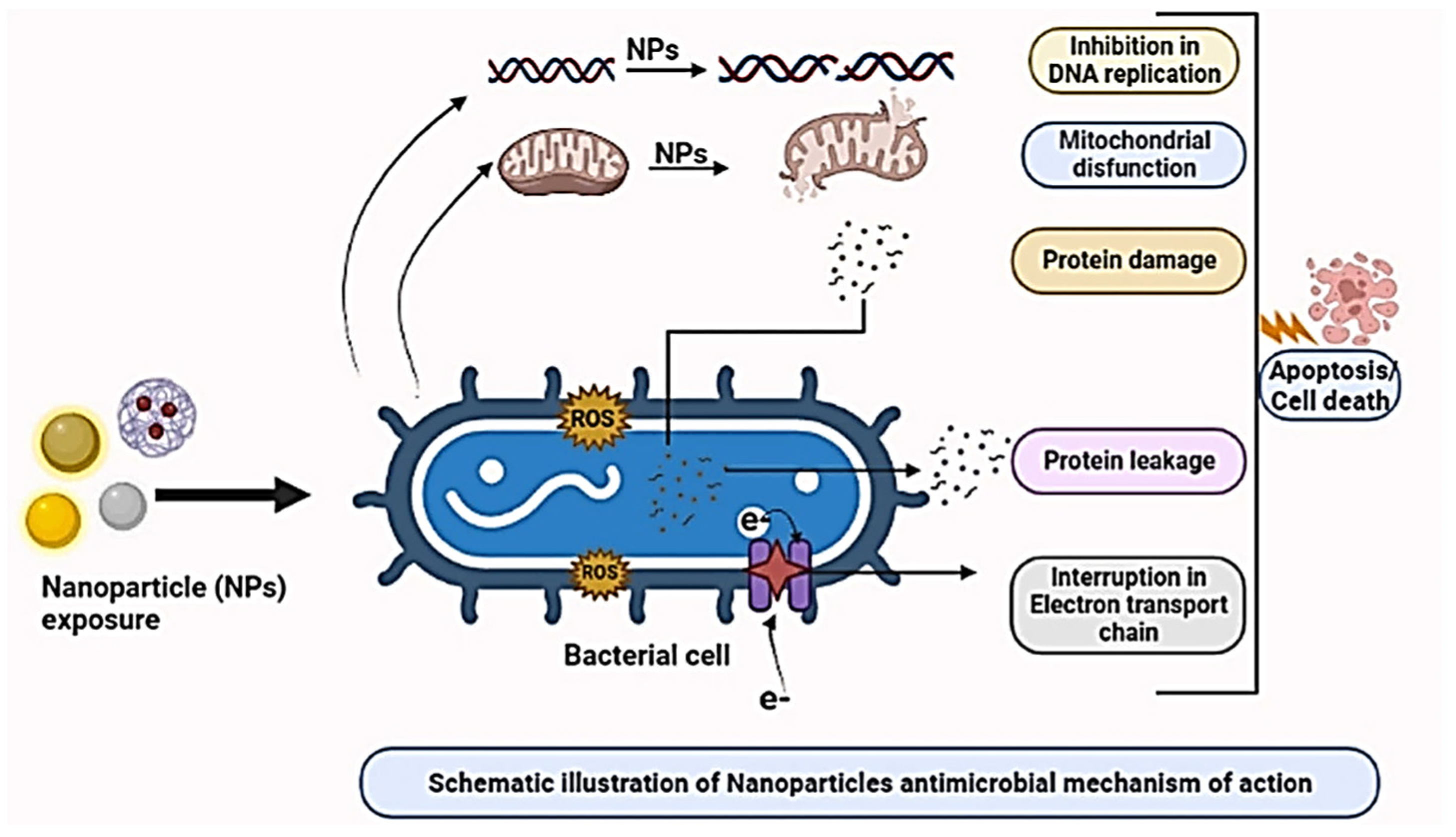 Full article: Biomedical Potential of Plant-Based Selenium Nanoparticles: A  Comprehensive Review on Therapeutic and Mechanistic Aspects