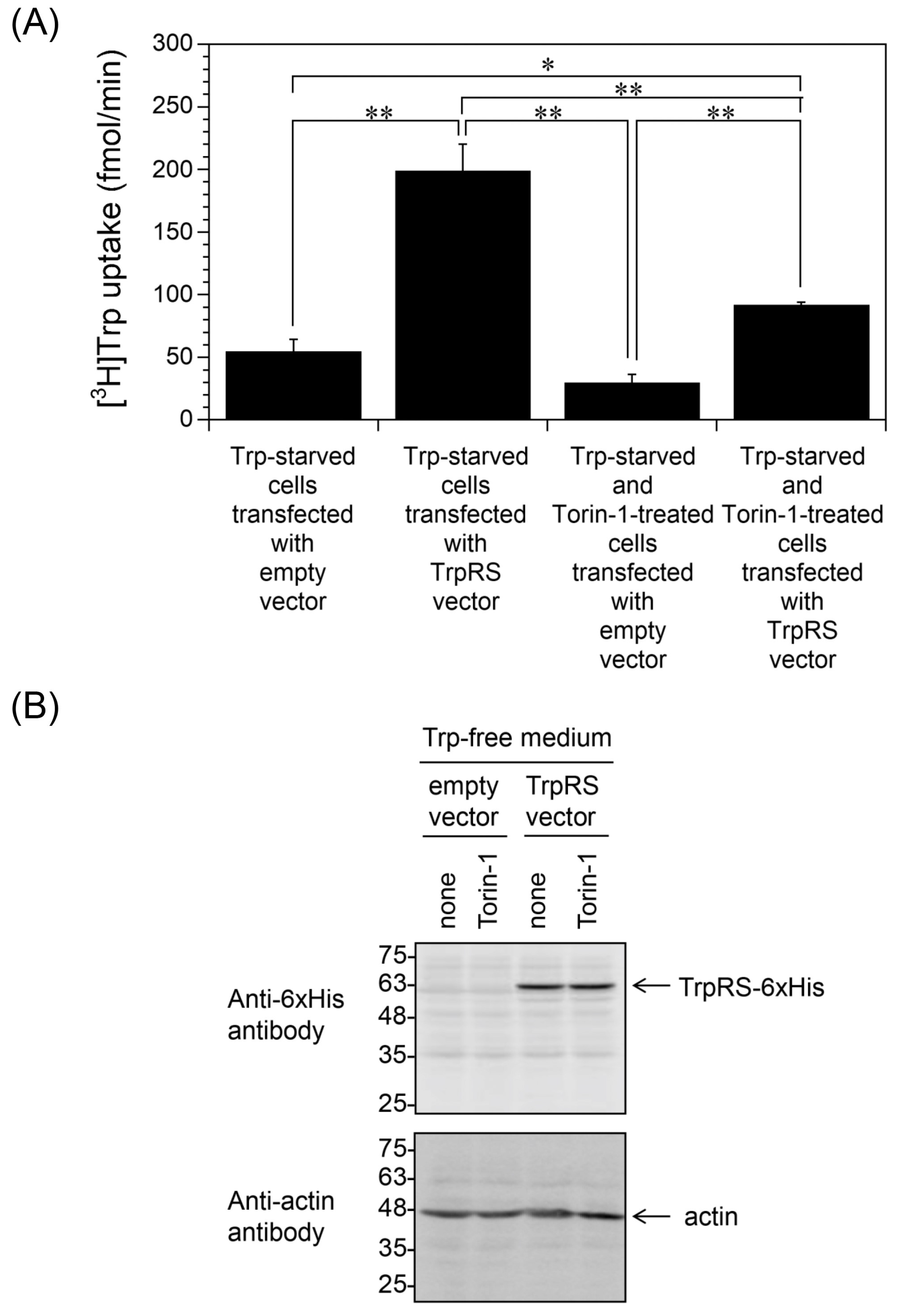 Ijms 24 15453 g006 Ijms 24 15453 g006