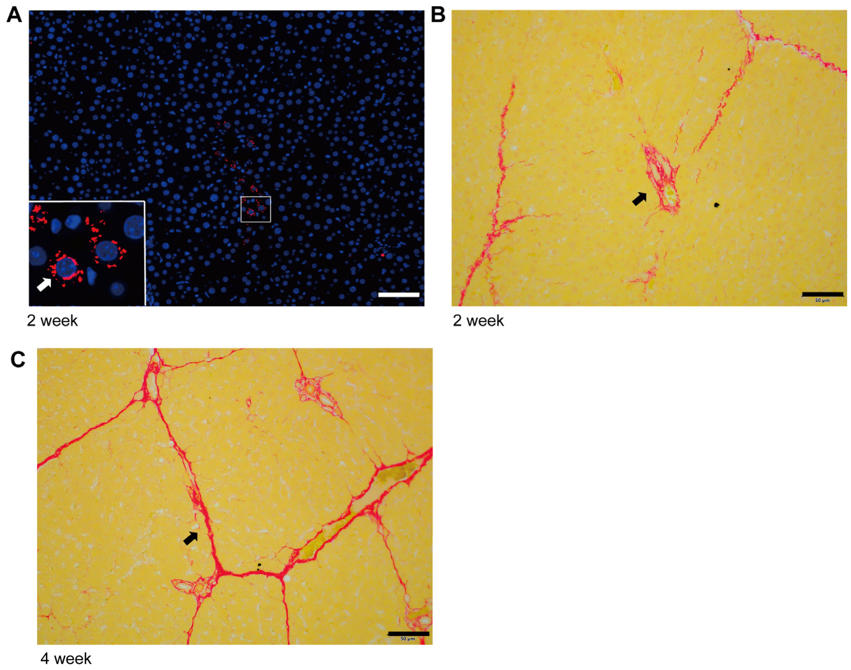 Ijms 24 15460 g001 Ijms 24 15460 g001