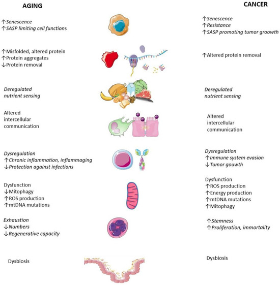 IJMS | Free Full-Text | Non-Genomic Hallmarks of Aging—The 