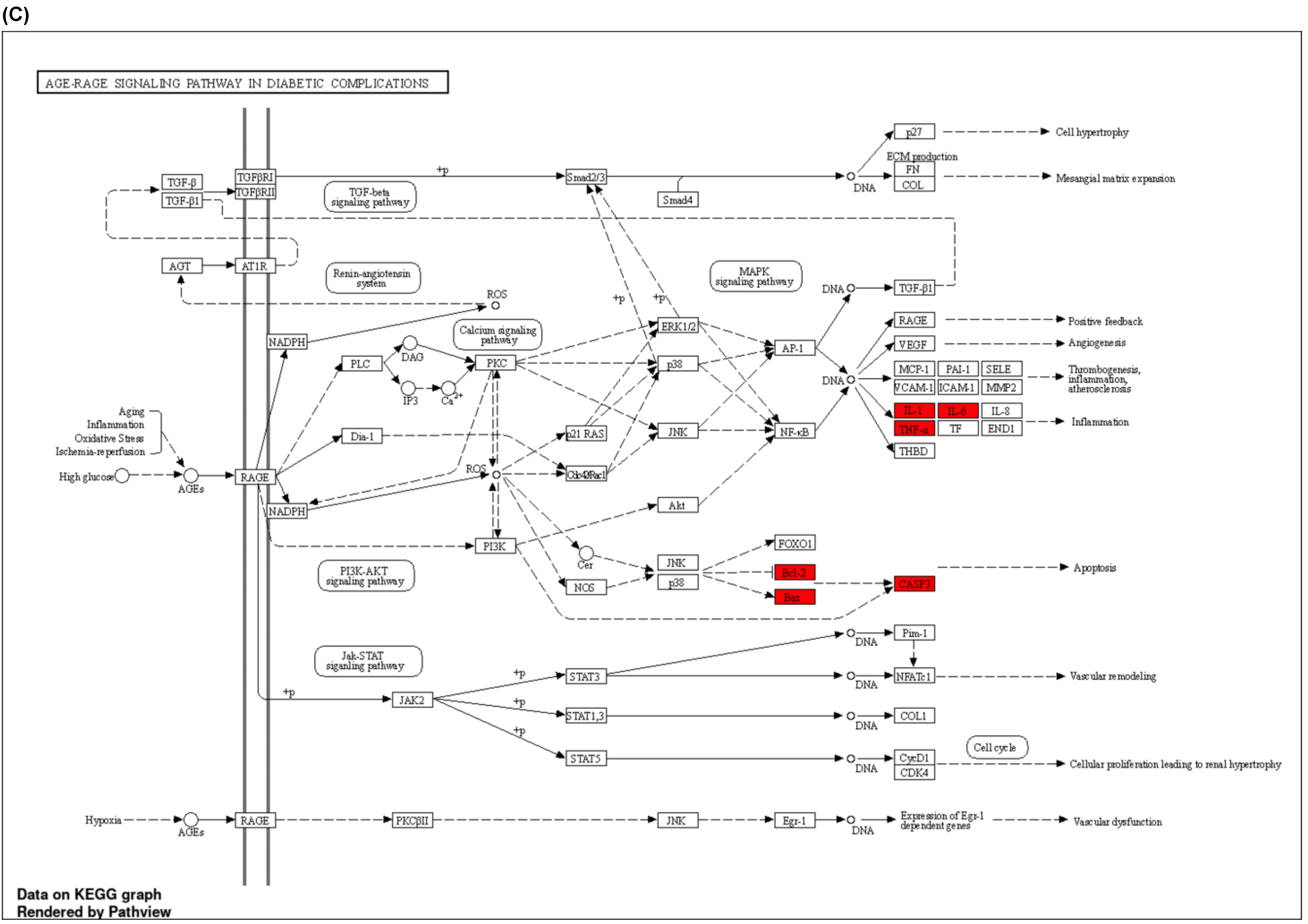 Ijms 24 15471 g004c Ijms 24 15471 g004c