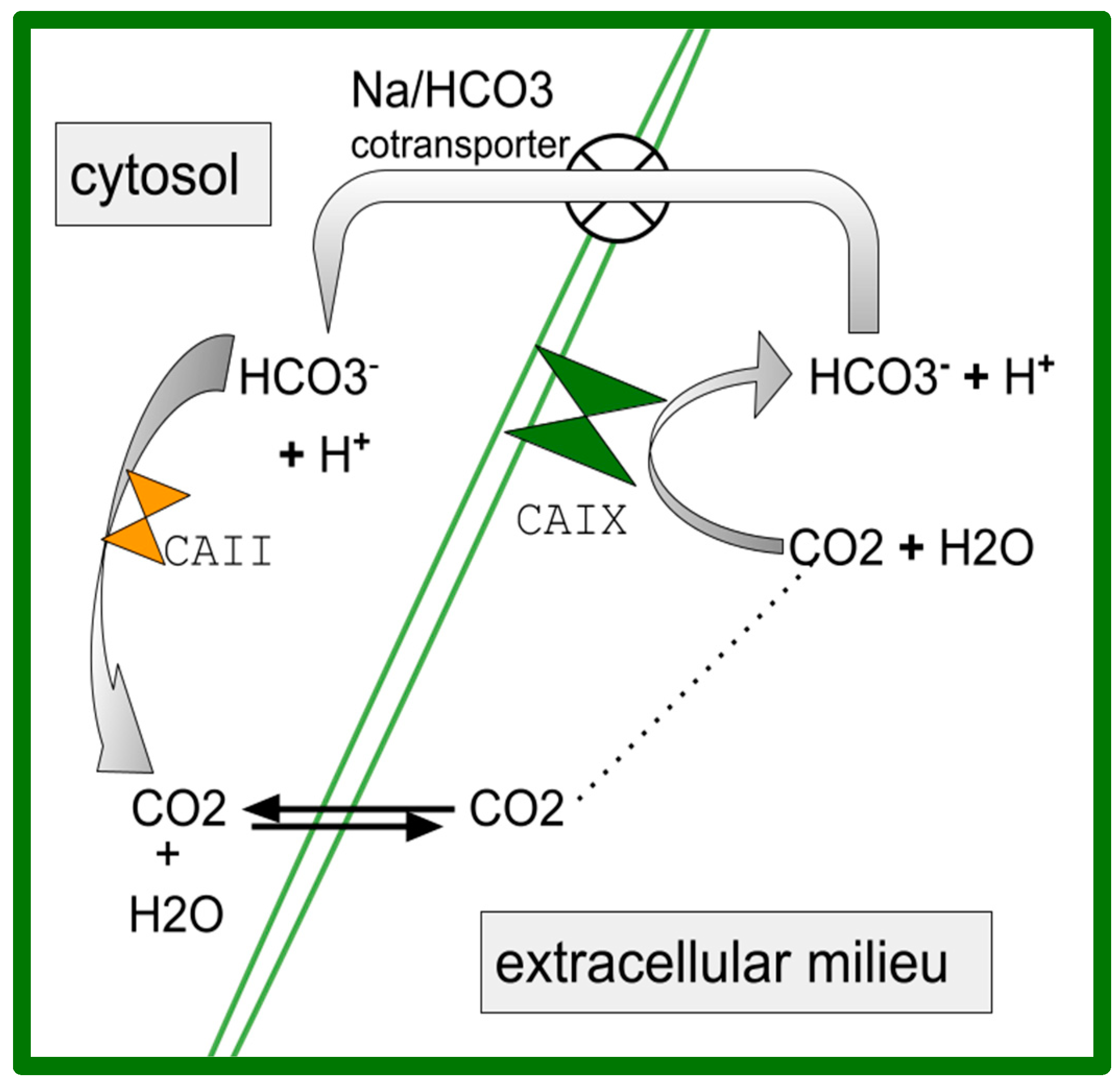 IJMS | Free Full-Text | The OSR9 Regimen: A New Augmentation