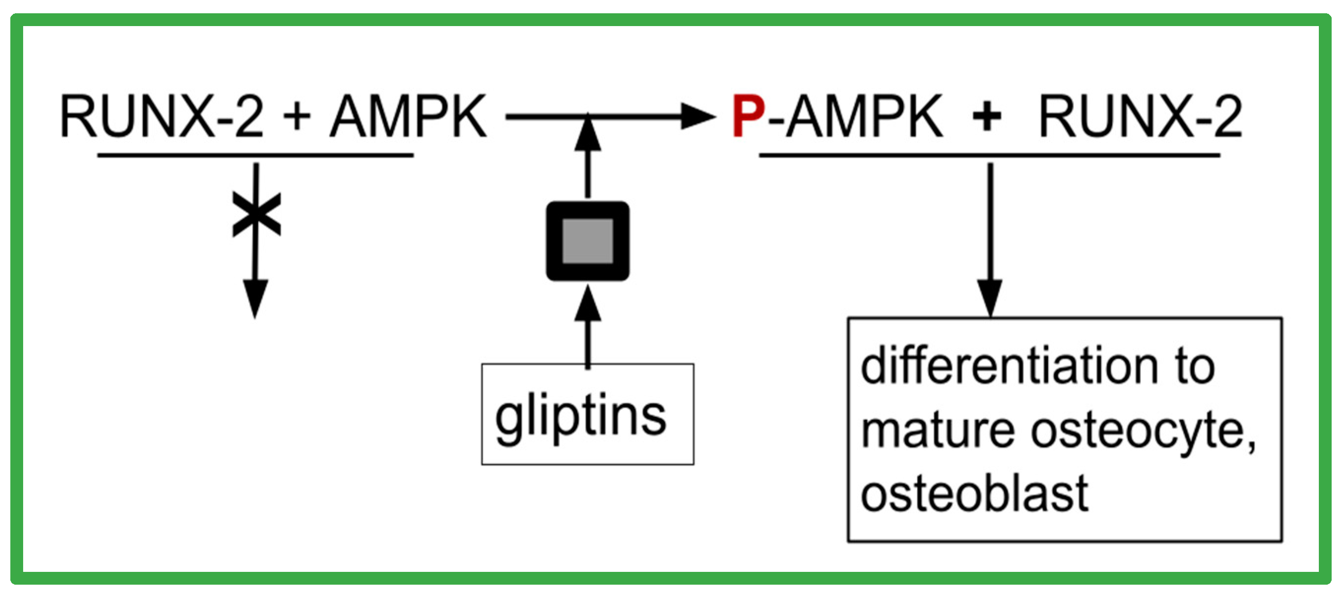 Ijms 24 15474 g003 Ijms 24 15474 g003