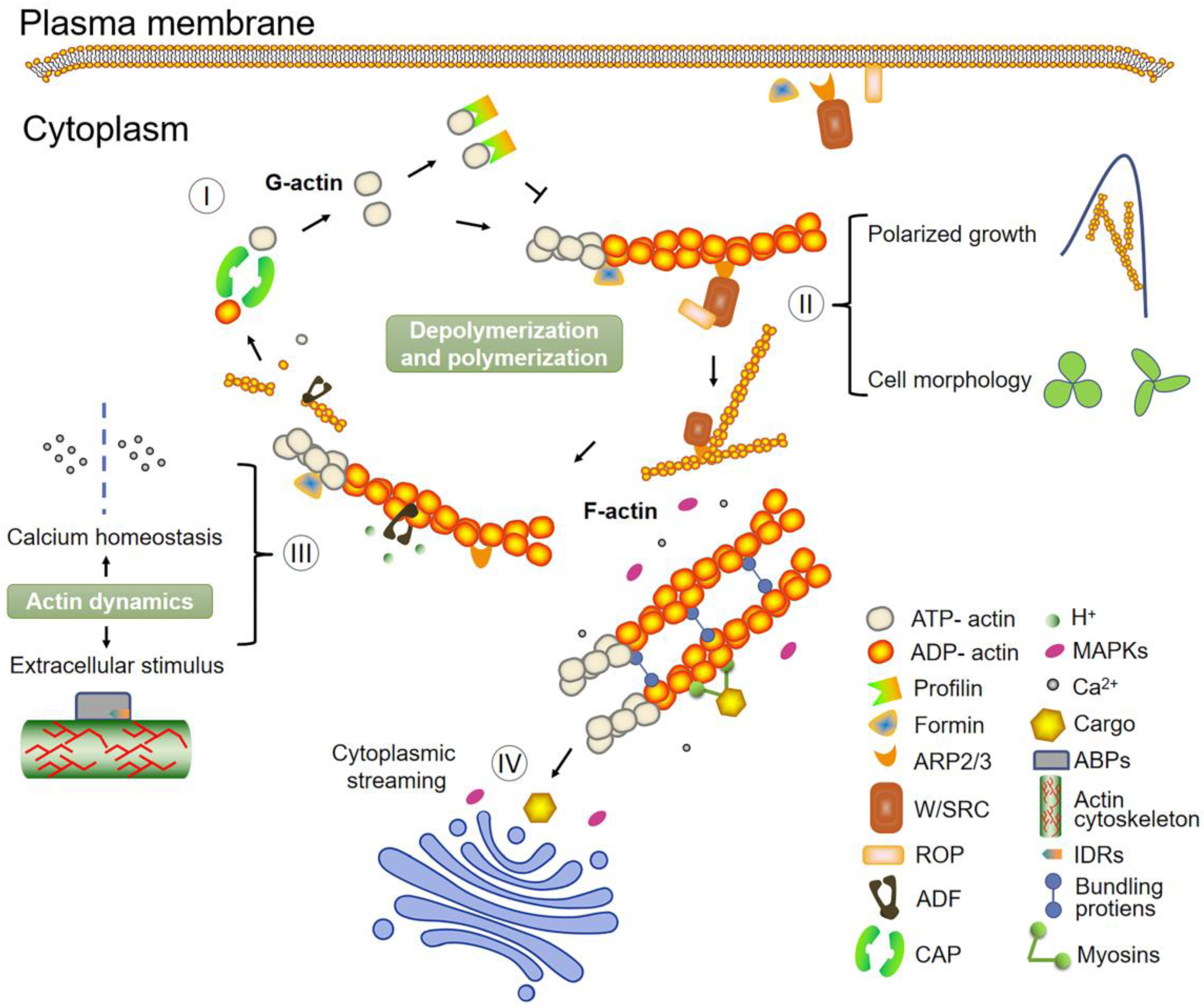 IJMS | Free Full-Text | Exploring the Role of the Plant Actin 