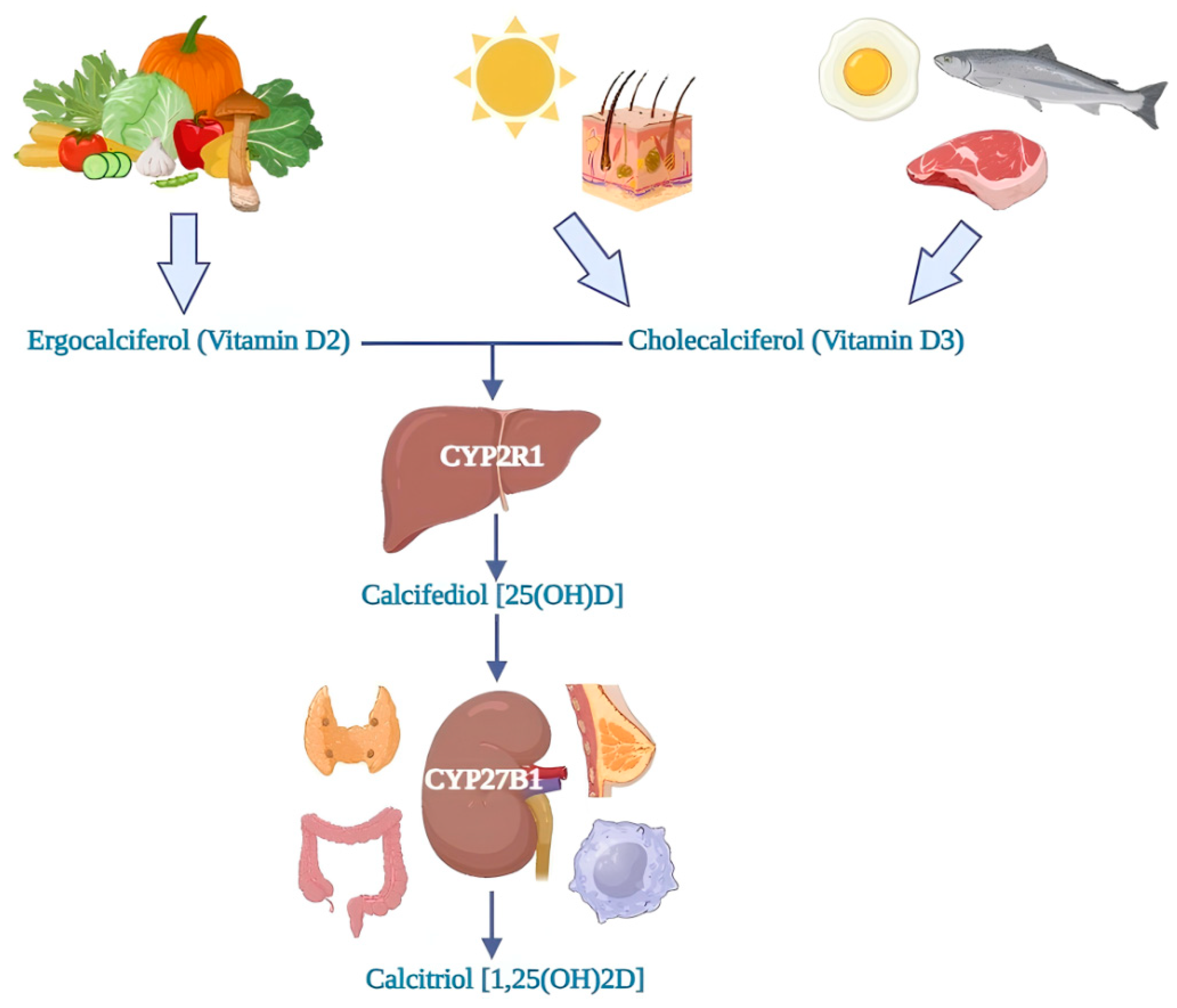 IJMS | Free Full-Text | The Role of Vitamin D and Its Molecular 