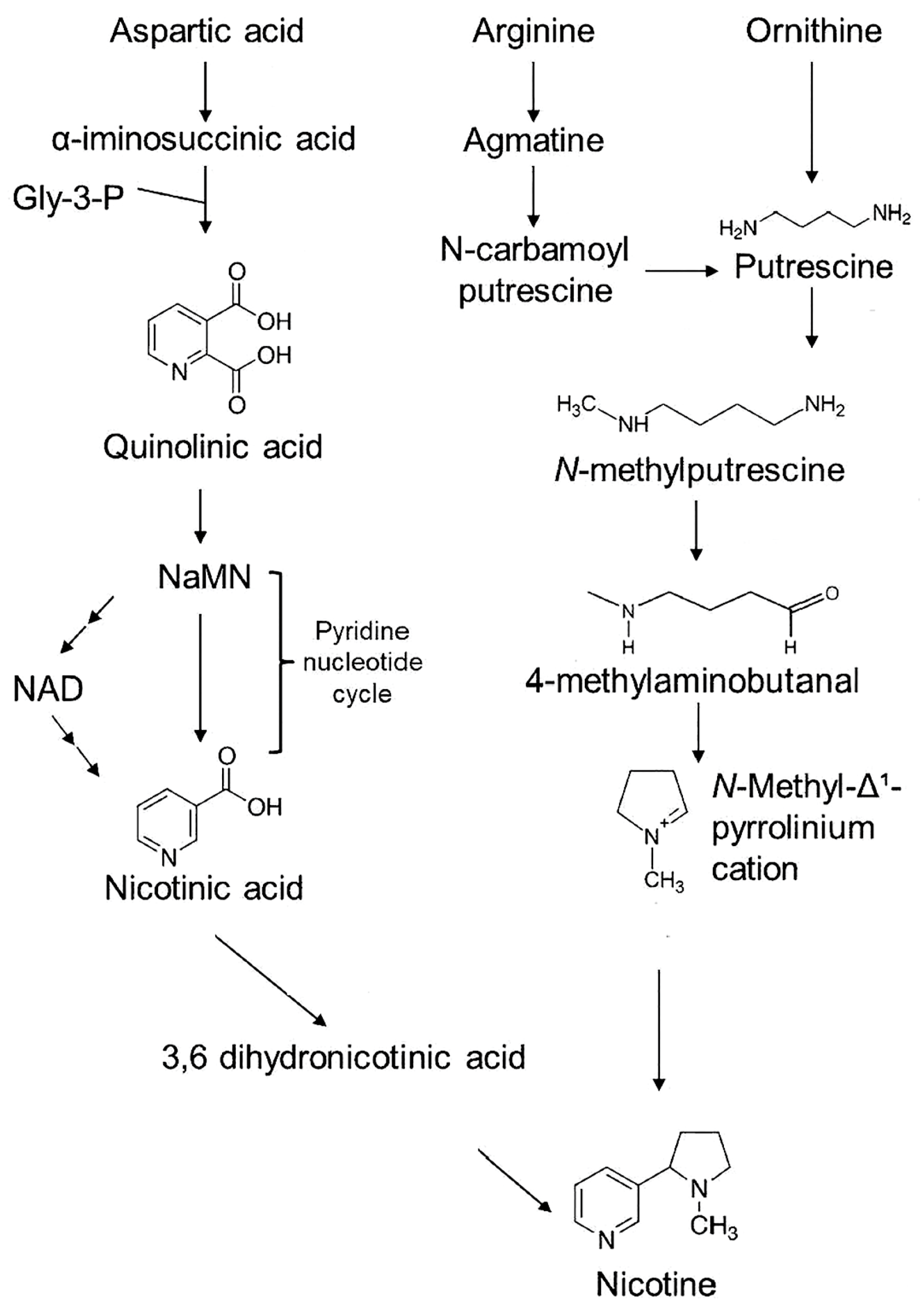 Ijms 24 15509 g001 Ijms 24 15509 g001