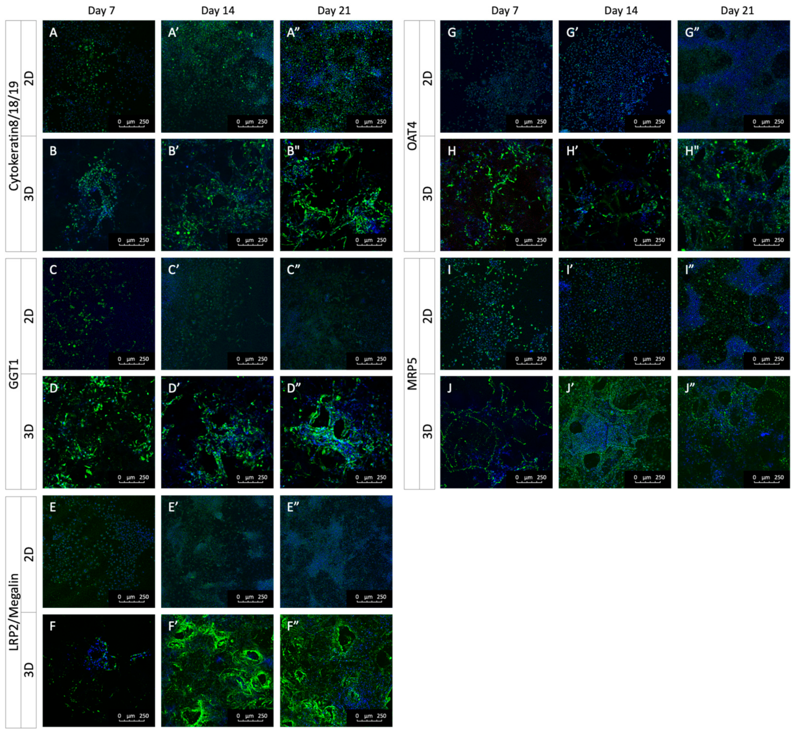 Ijms 24 15547 g004 Ijms 24 15547 g004