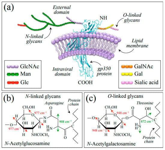 Recent Updates on Viral Oncogenesis: Available Preventive and