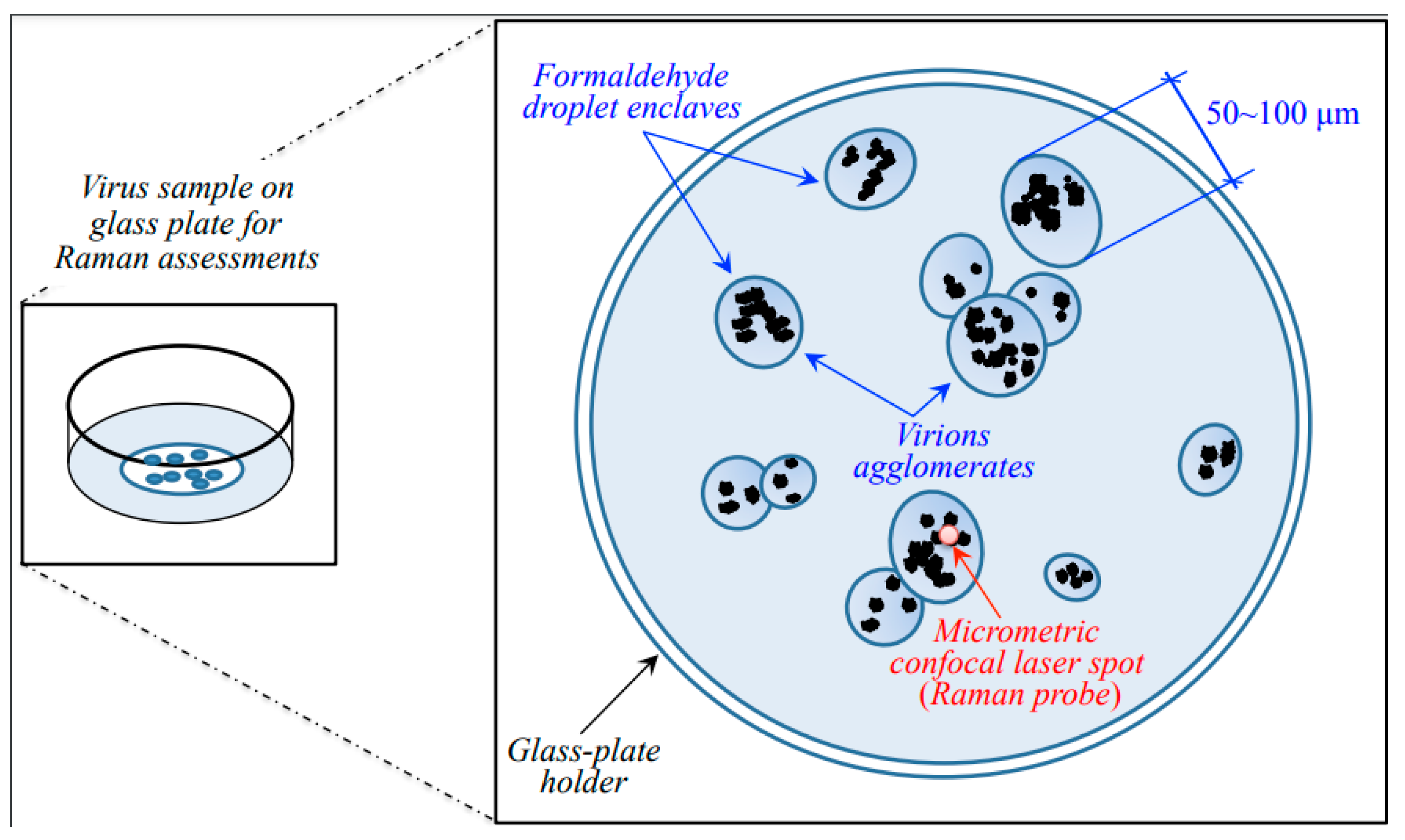 Temporal In Vitro Raman Spectroscopy for Monitoring Replication Kinetics of  Epstein–Barr Virus Infection in Glial Cells