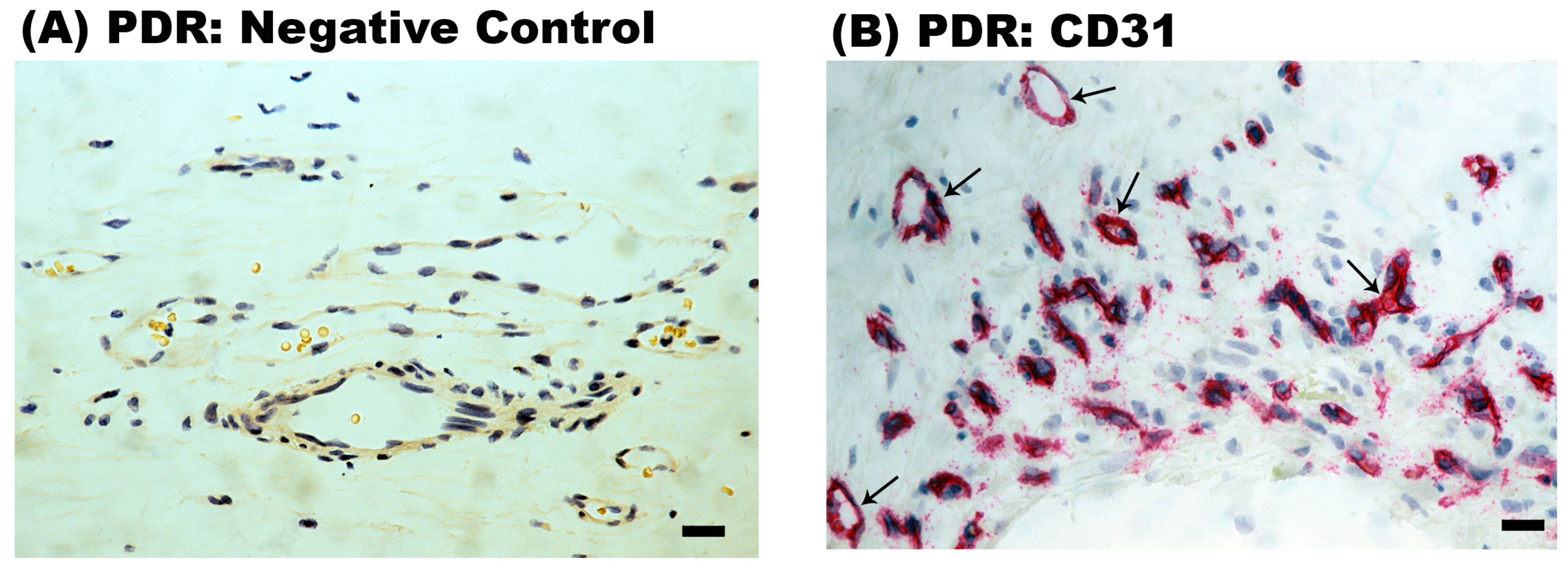 Ijms 24 15582 g002a Ijms 24 15582 g002a