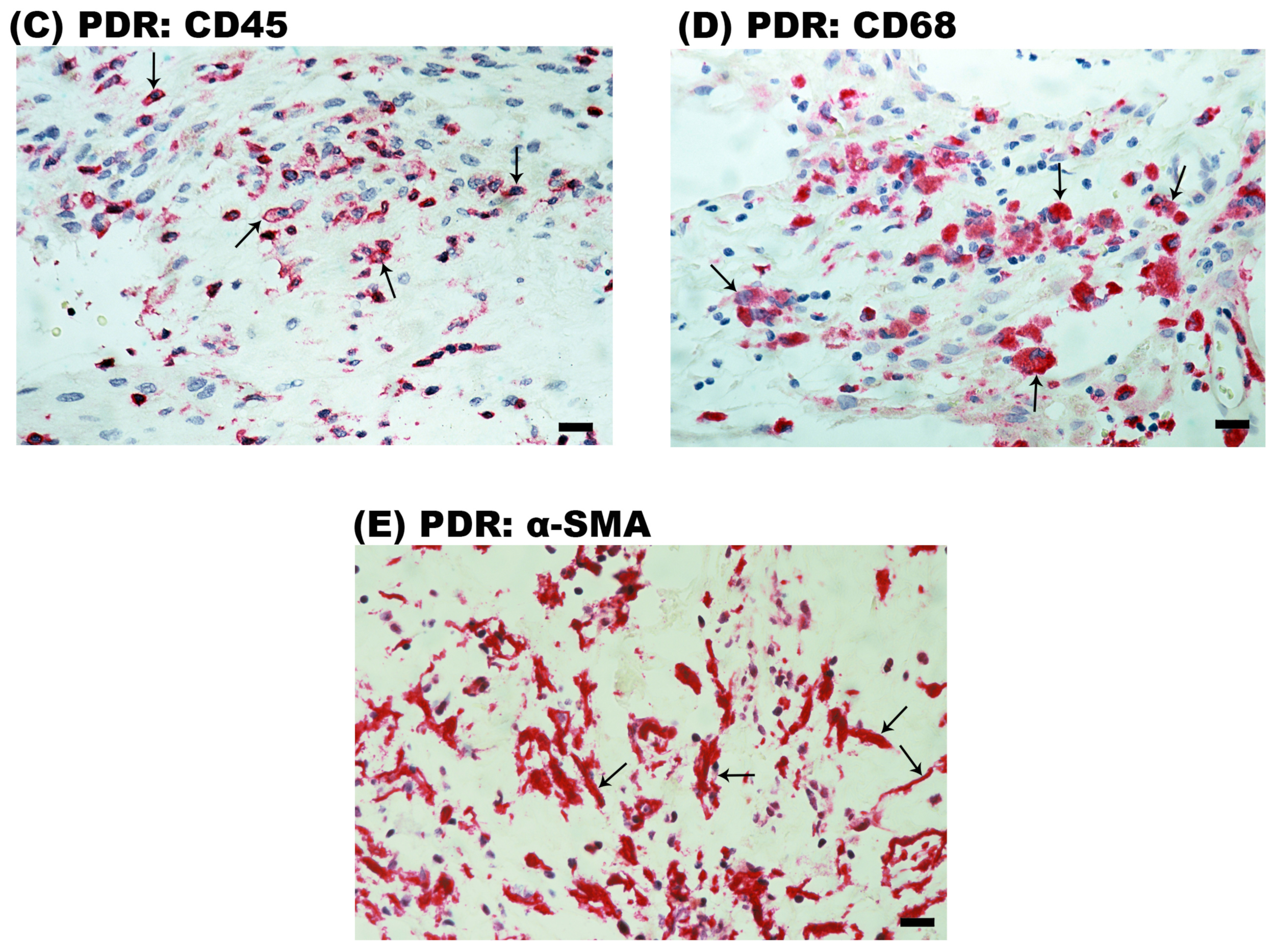 Ijms 24 15582 g002b Ijms 24 15582 g002b