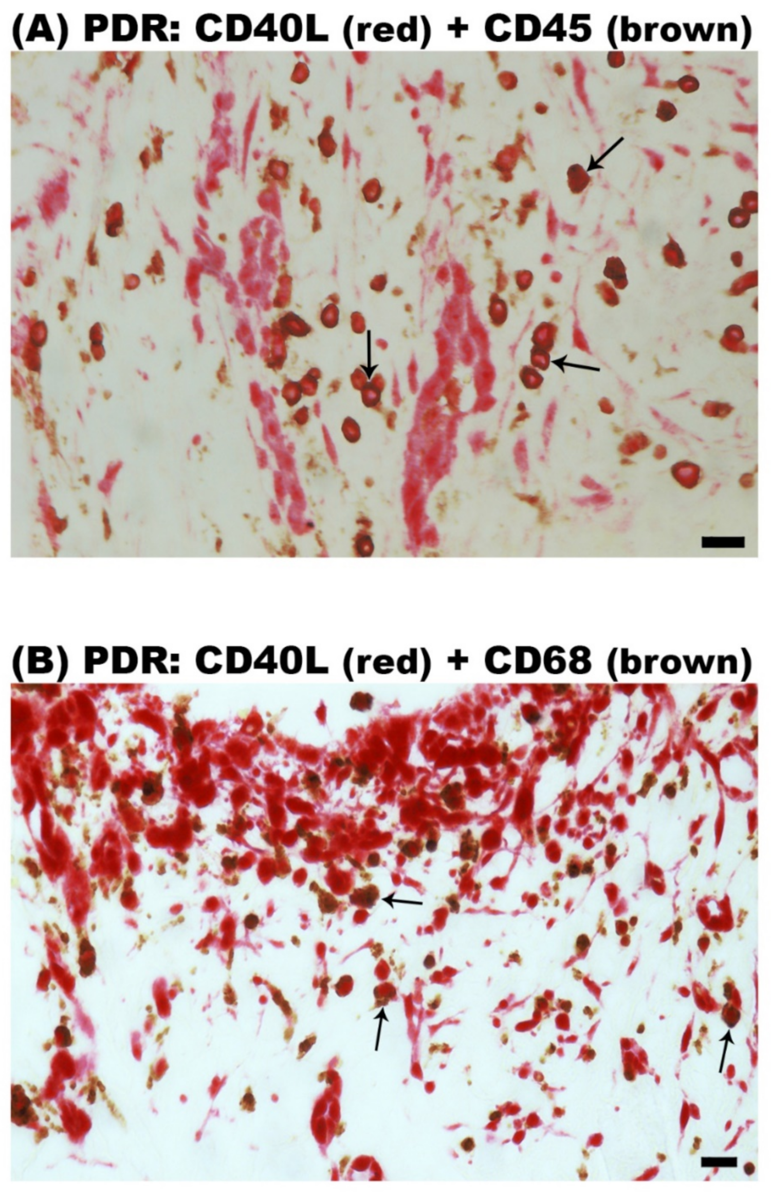 Ijms 24 15582 g004 Ijms 24 15582 g004