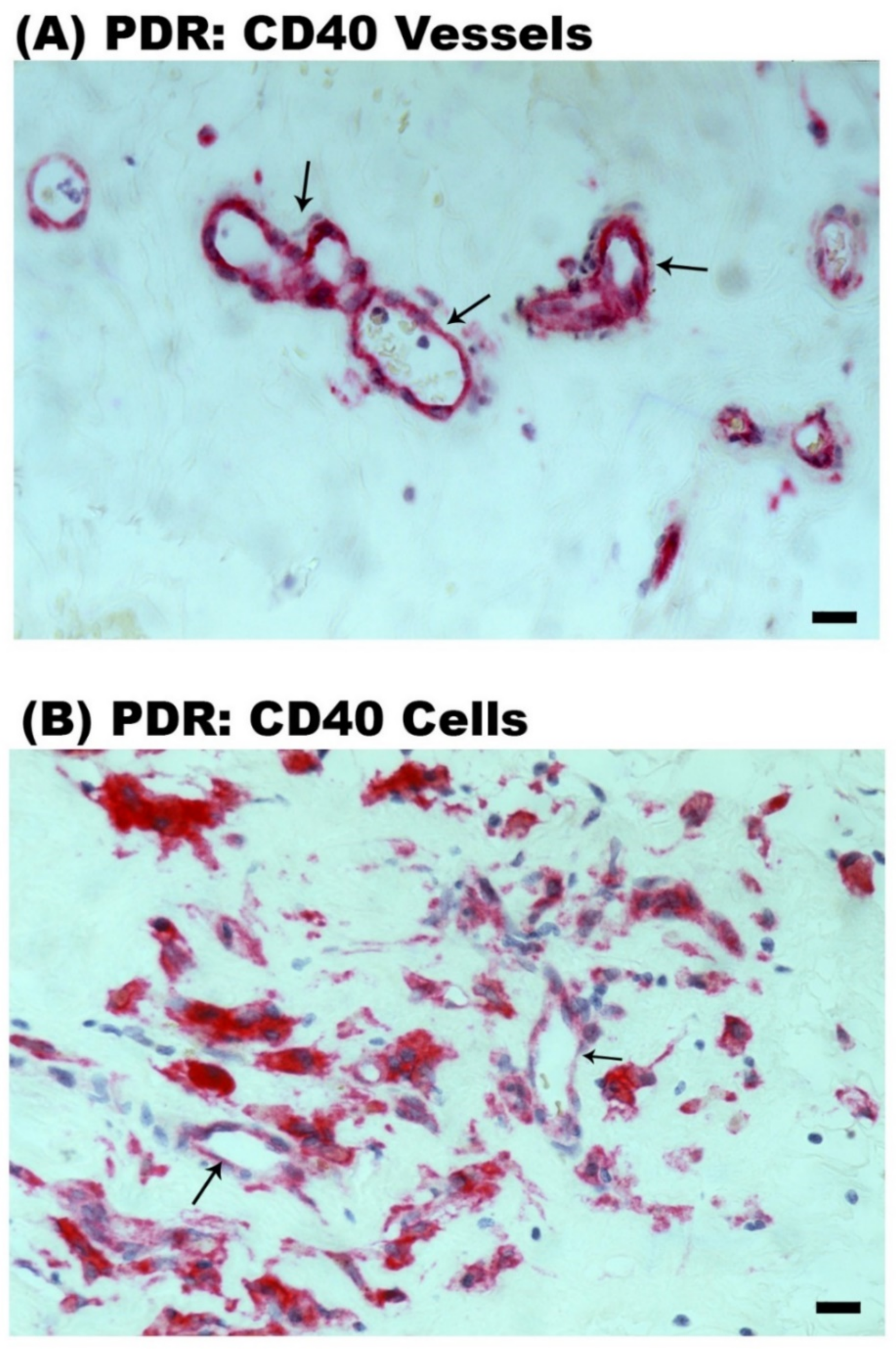 Ijms 24 15582 g005 Ijms 24 15582 g005