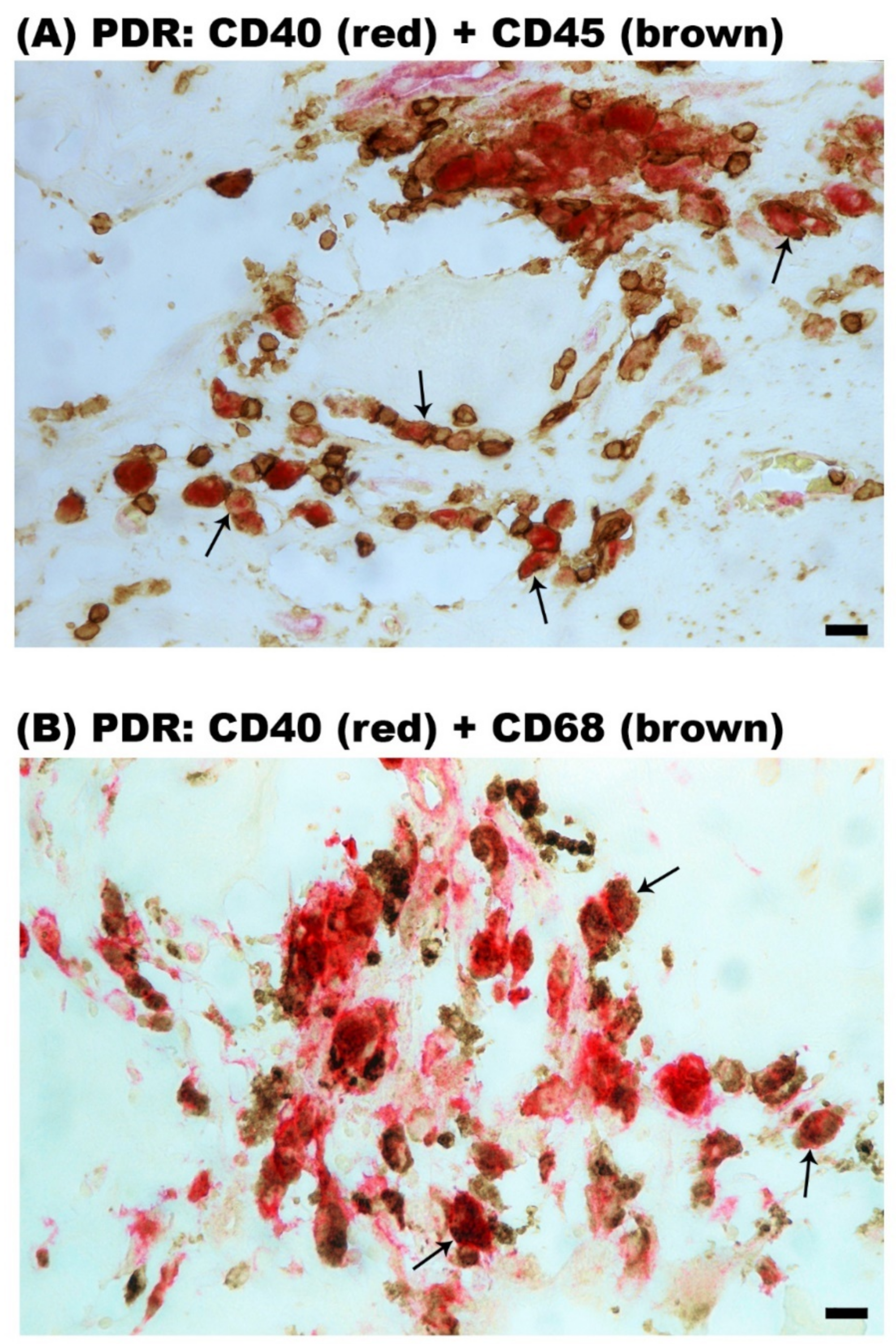 Ijms 24 15582 g006 Ijms 24 15582 g006