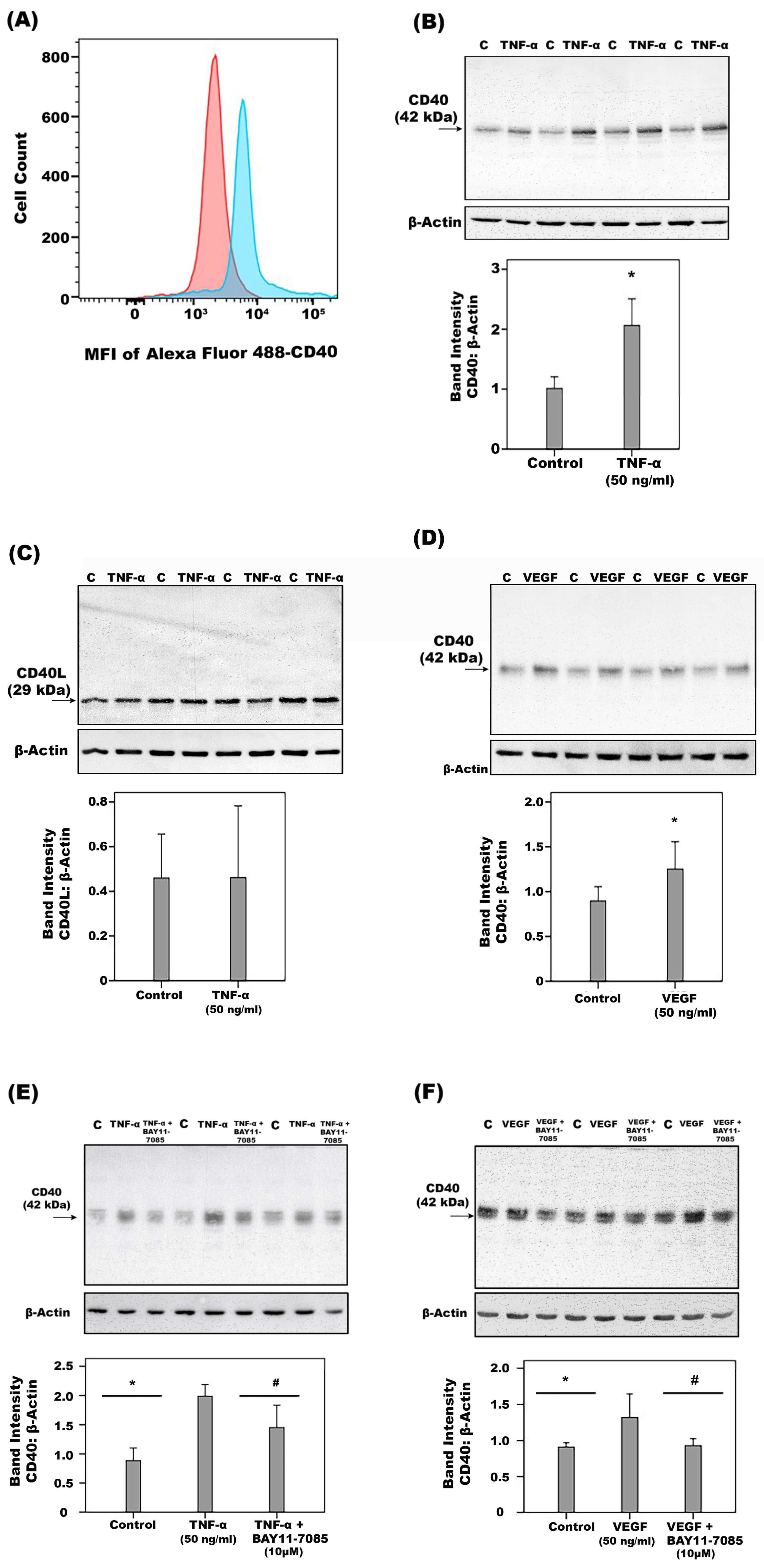 Ijms 24 15582 g011 Ijms 24 15582 g011