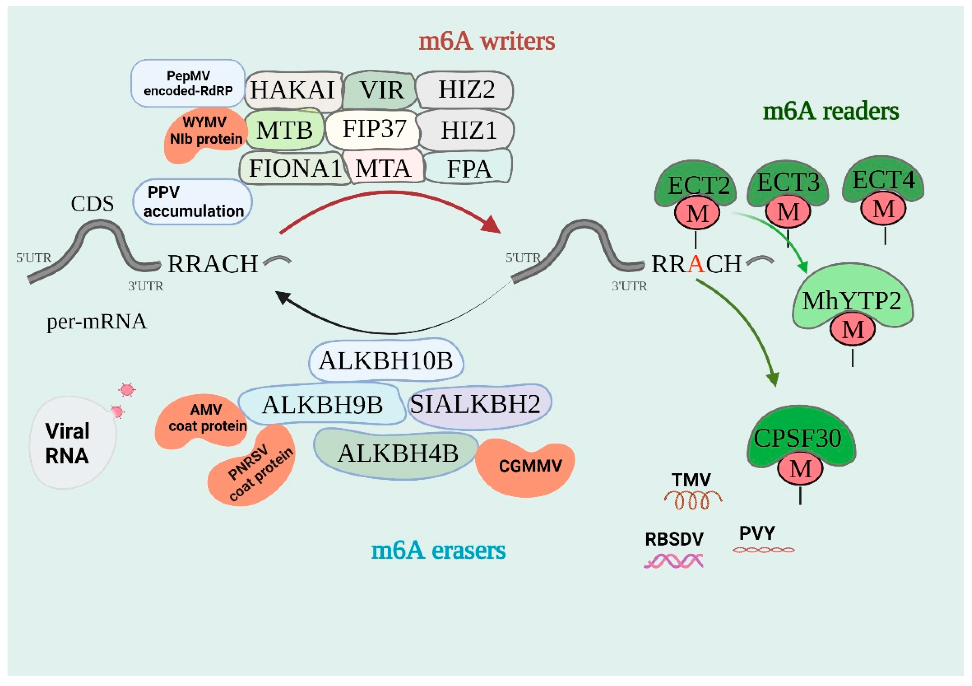 Host defense peptides combined with MTA extract increase the