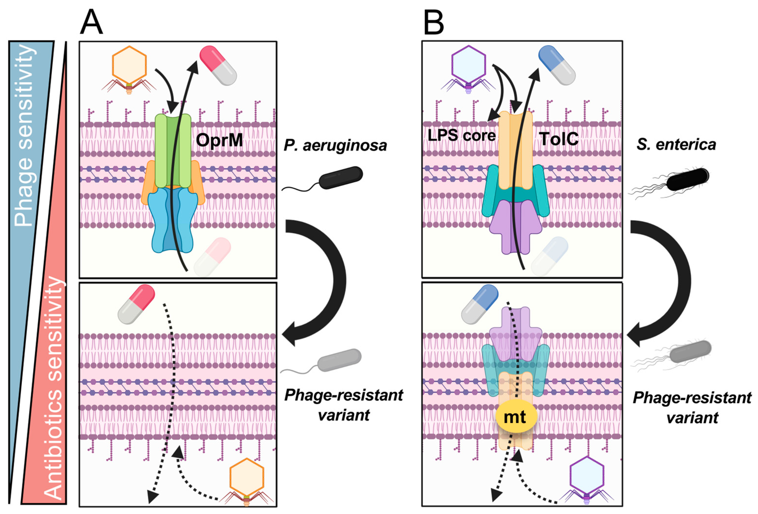 Antibiotic Sensitivities of the TolC Variants