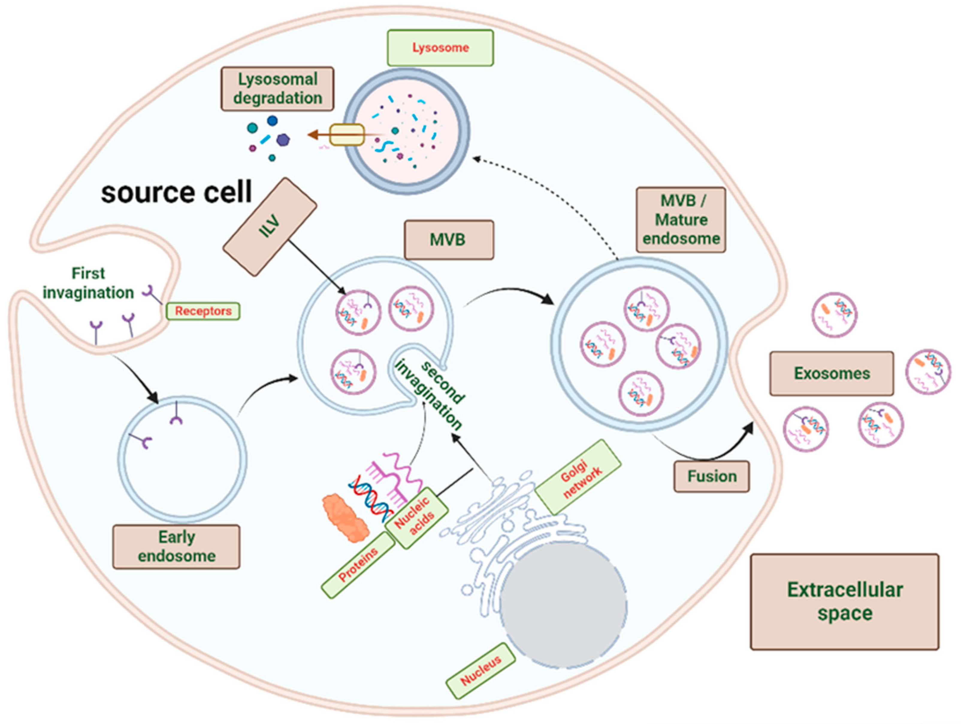 Ectopic ATP synthase stimulates the secretion of extracellular vesicles in  cancer cells