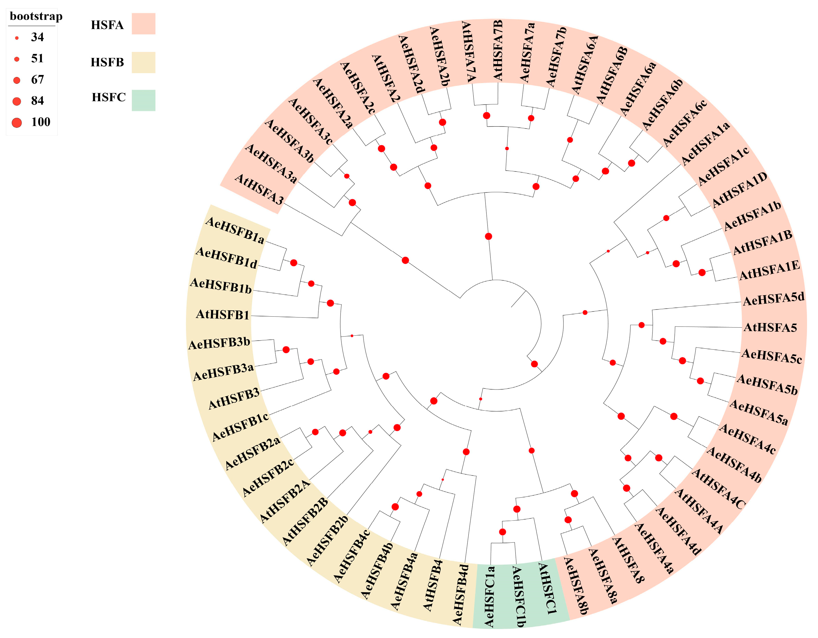IJMS | Free Full-Text | Genome-Wide Identification of HSF Gene 