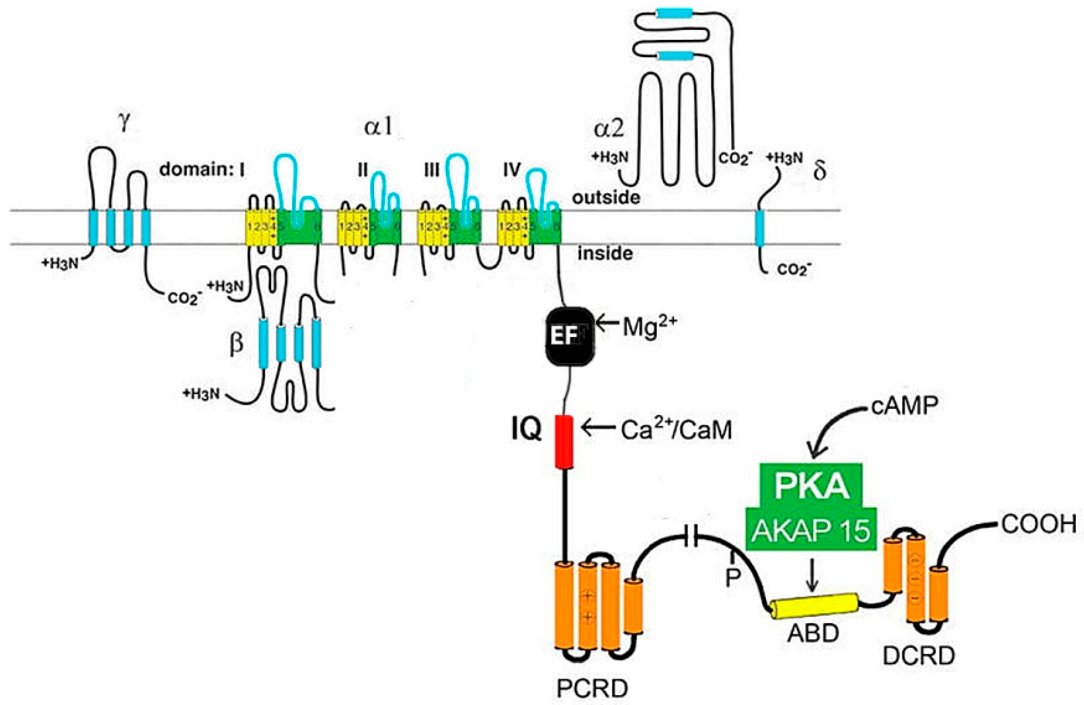 Ijms 24 15682 g002 Ijms 24 15682 g002