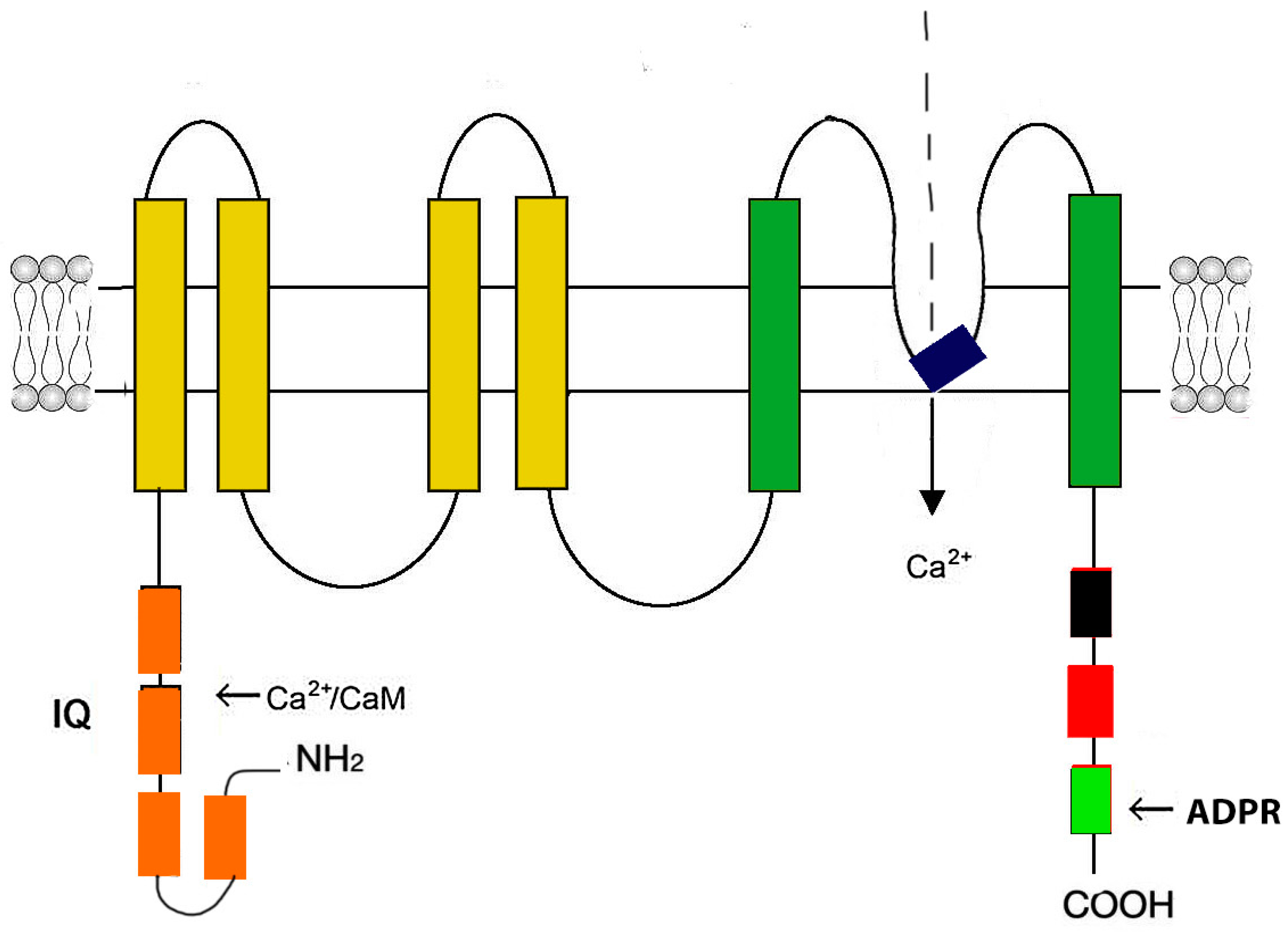 Ijms 24 15682 g005 Ijms 24 15682 g005