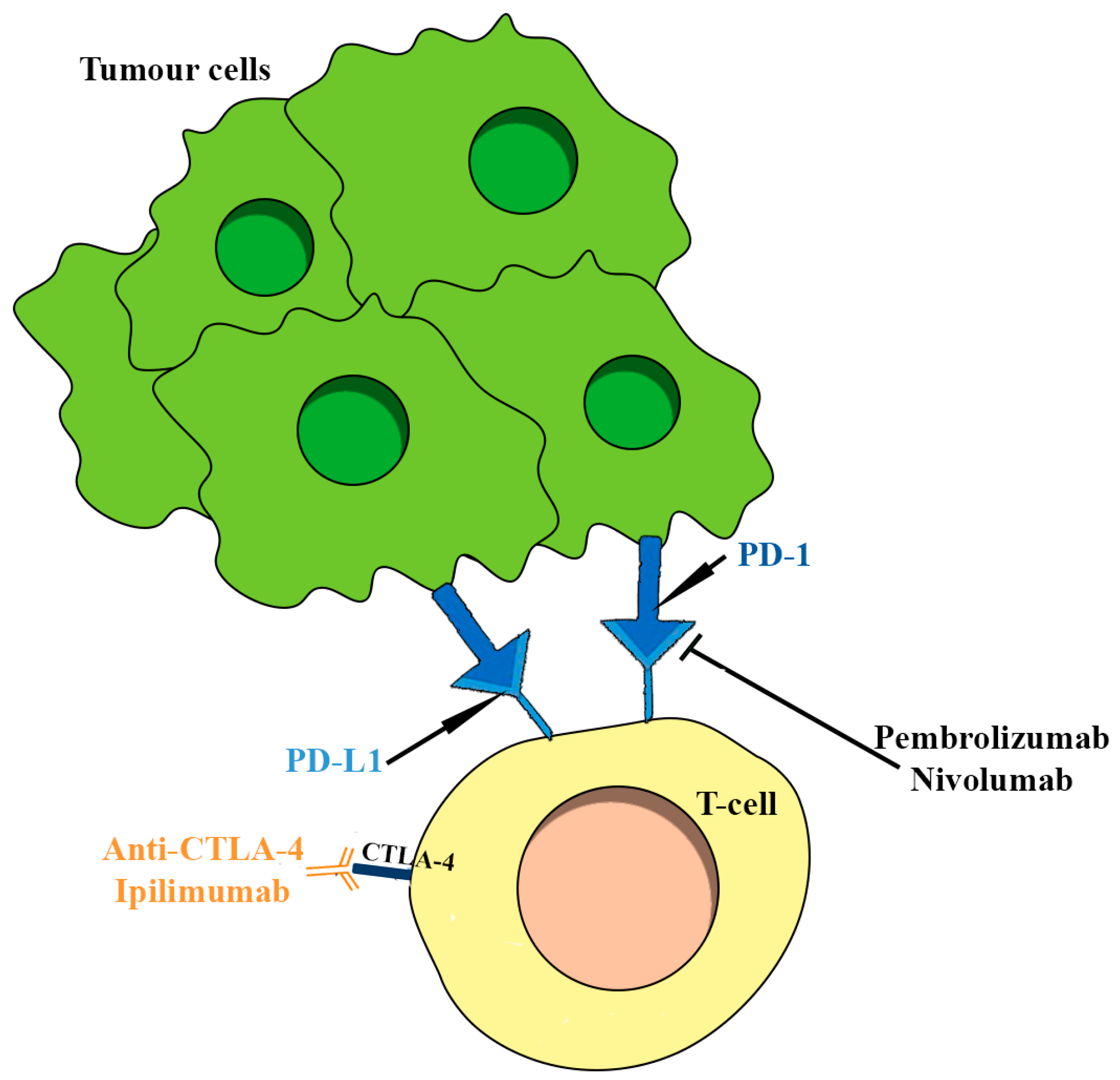 Ijms 24 15719 g003 Ijms 24 15719 g003