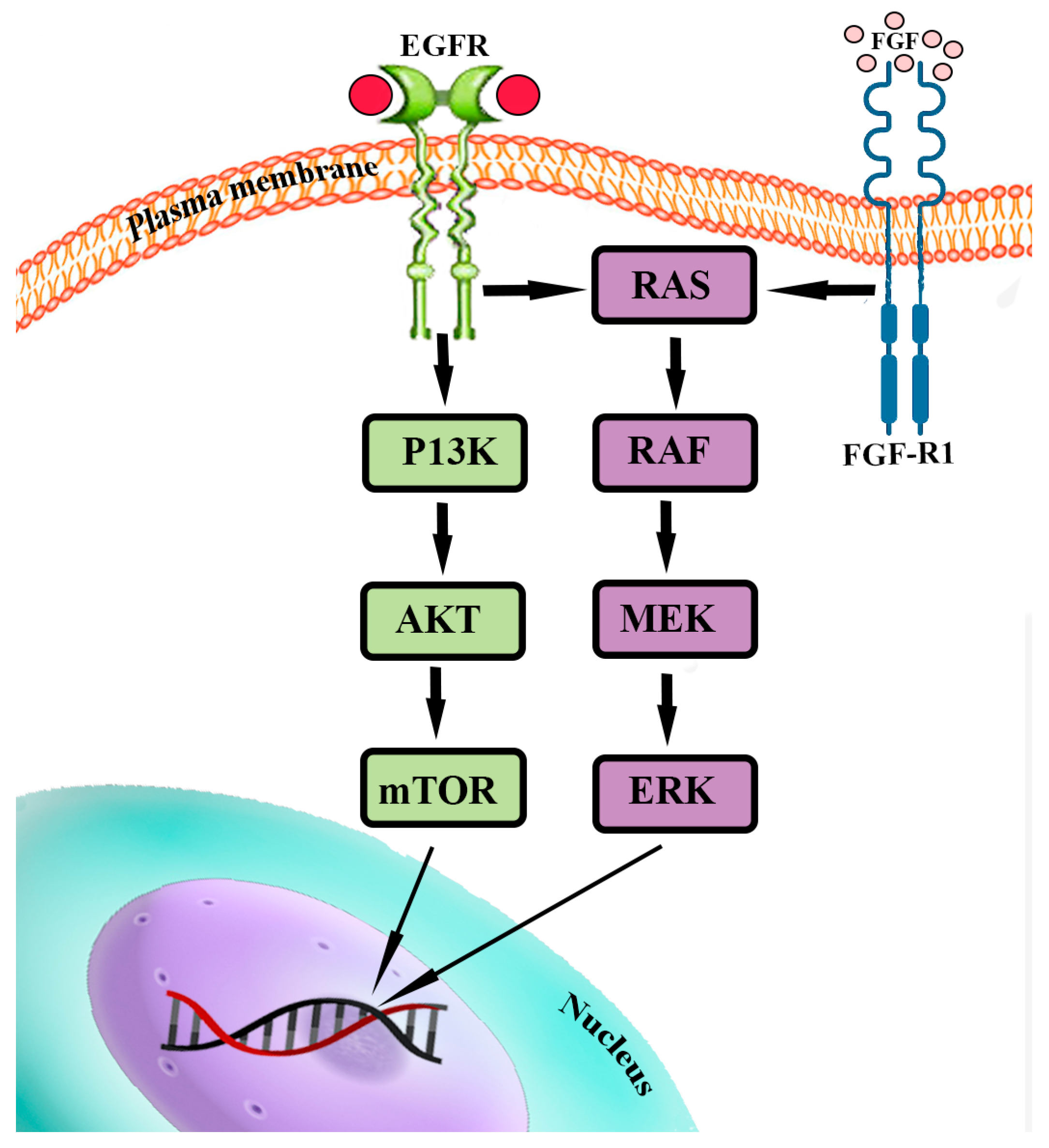 Ijms 24 15719 g004 Ijms 24 15719 g004