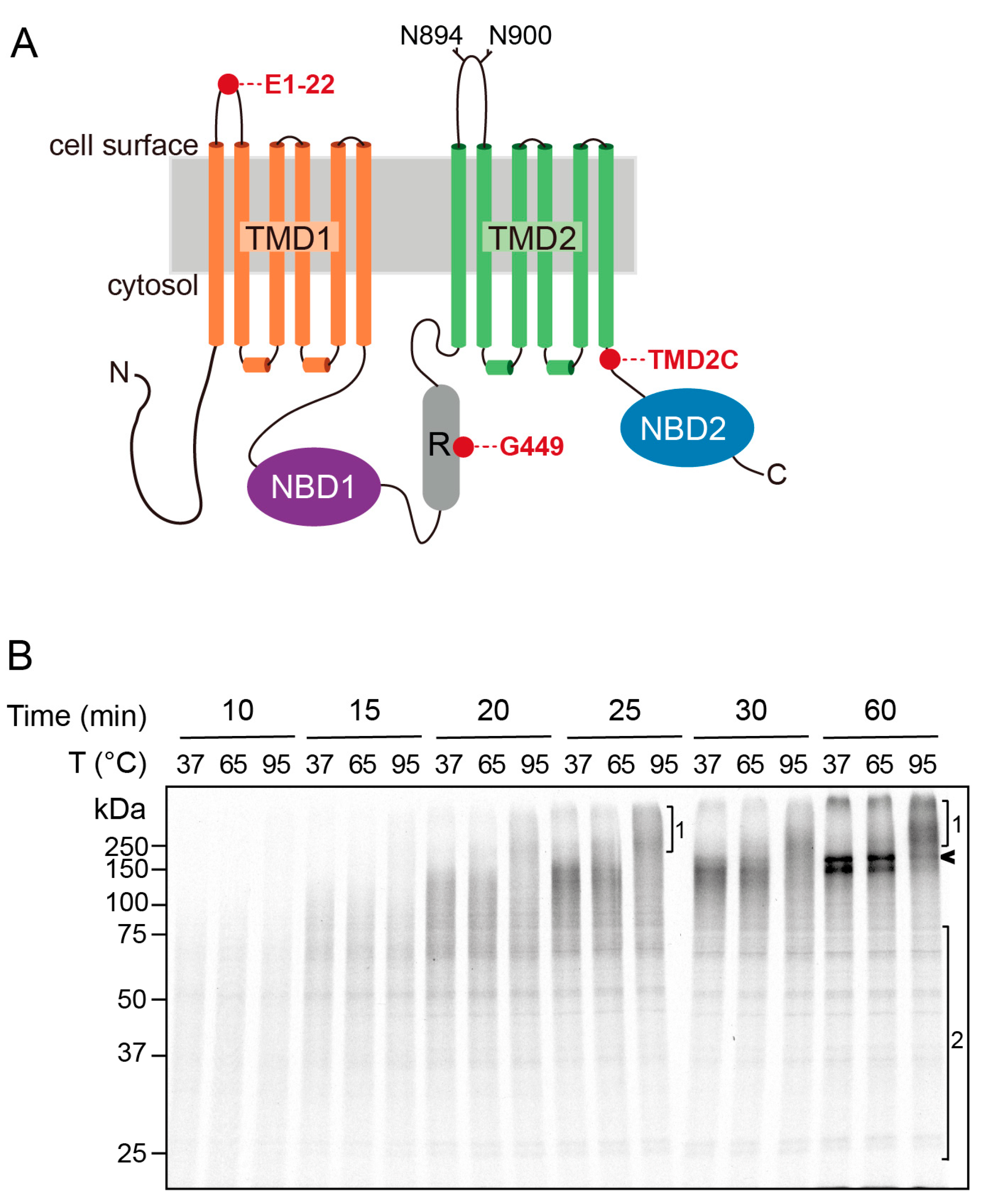 Ijms 24 15741 g001 Ijms 24 15741 g001