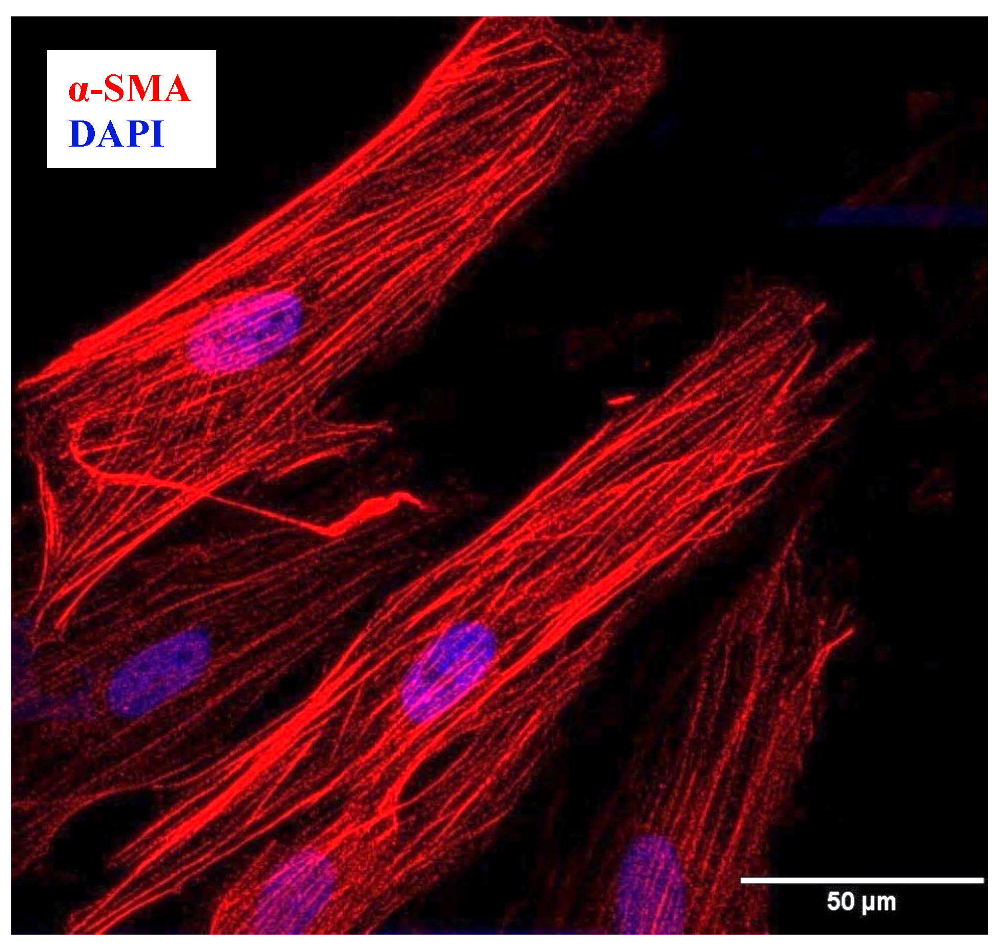 Ijms 24 15816 g005 Ijms 24 15816 g005