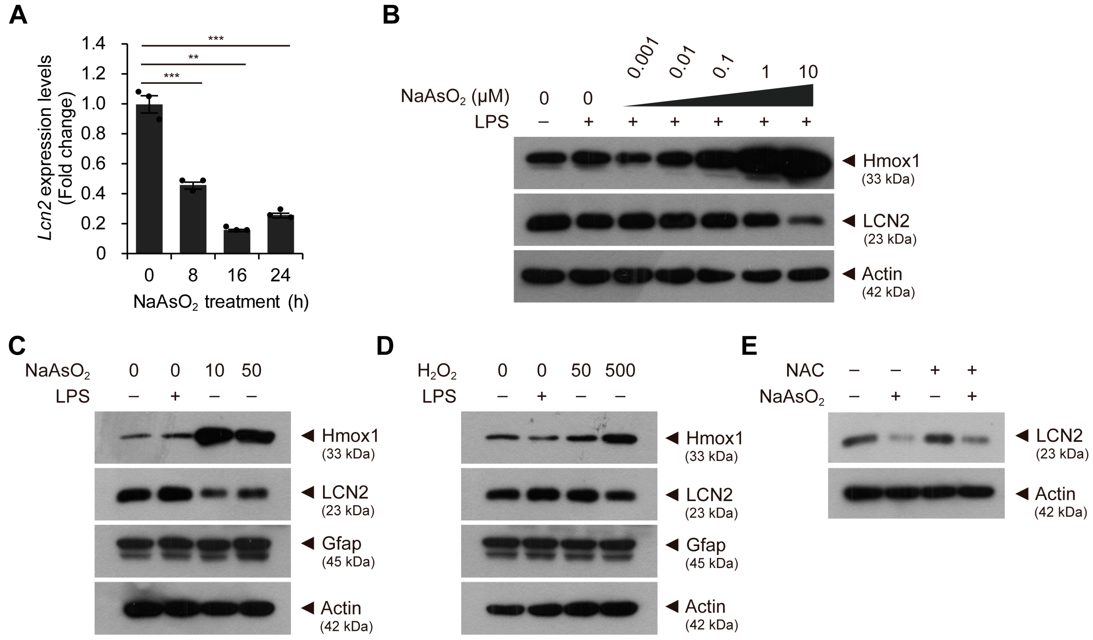 Ijms 24 15864 g003 Ijms 24 15864 g003