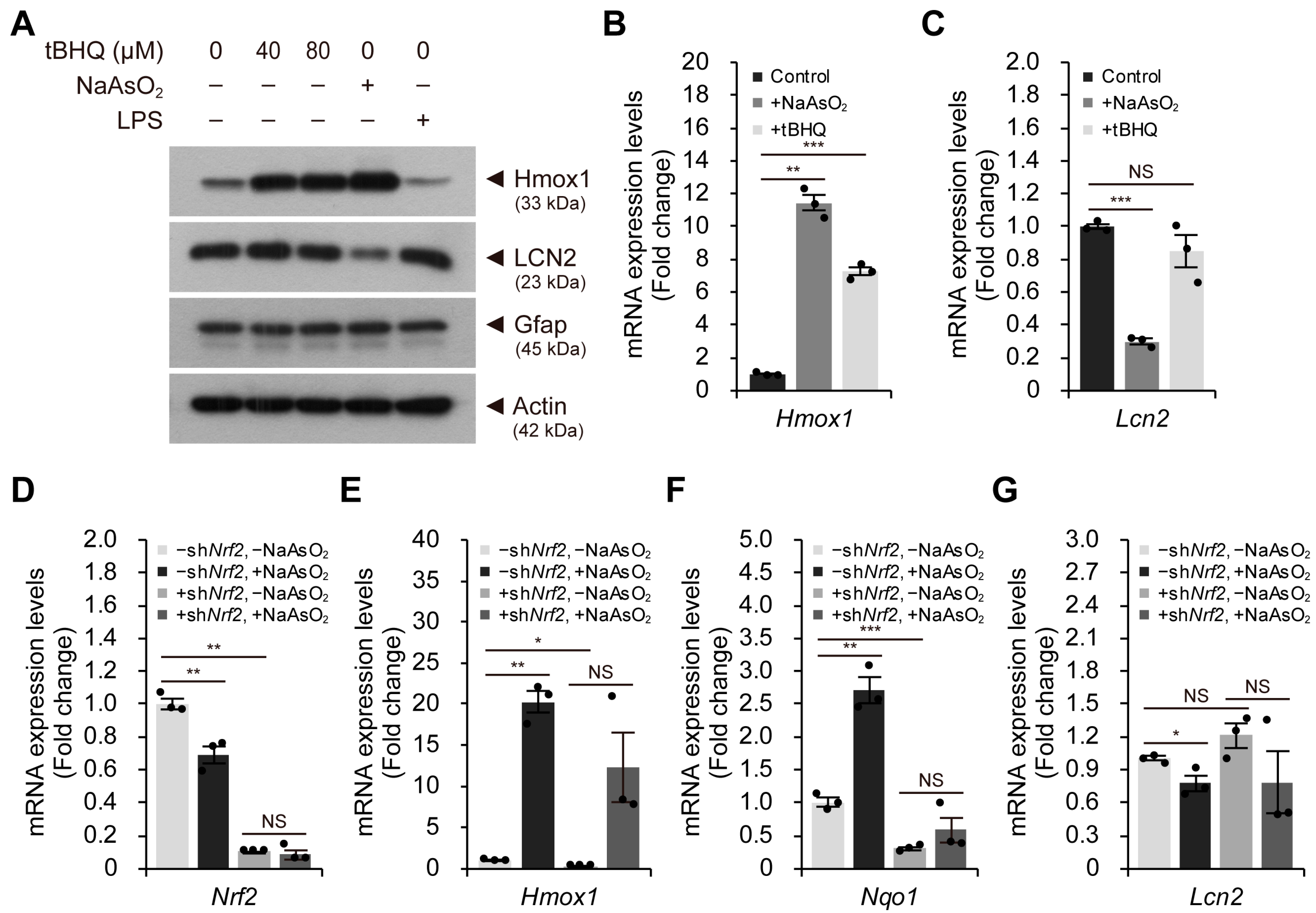 Ijms 24 15864 g004 Ijms 24 15864 g004