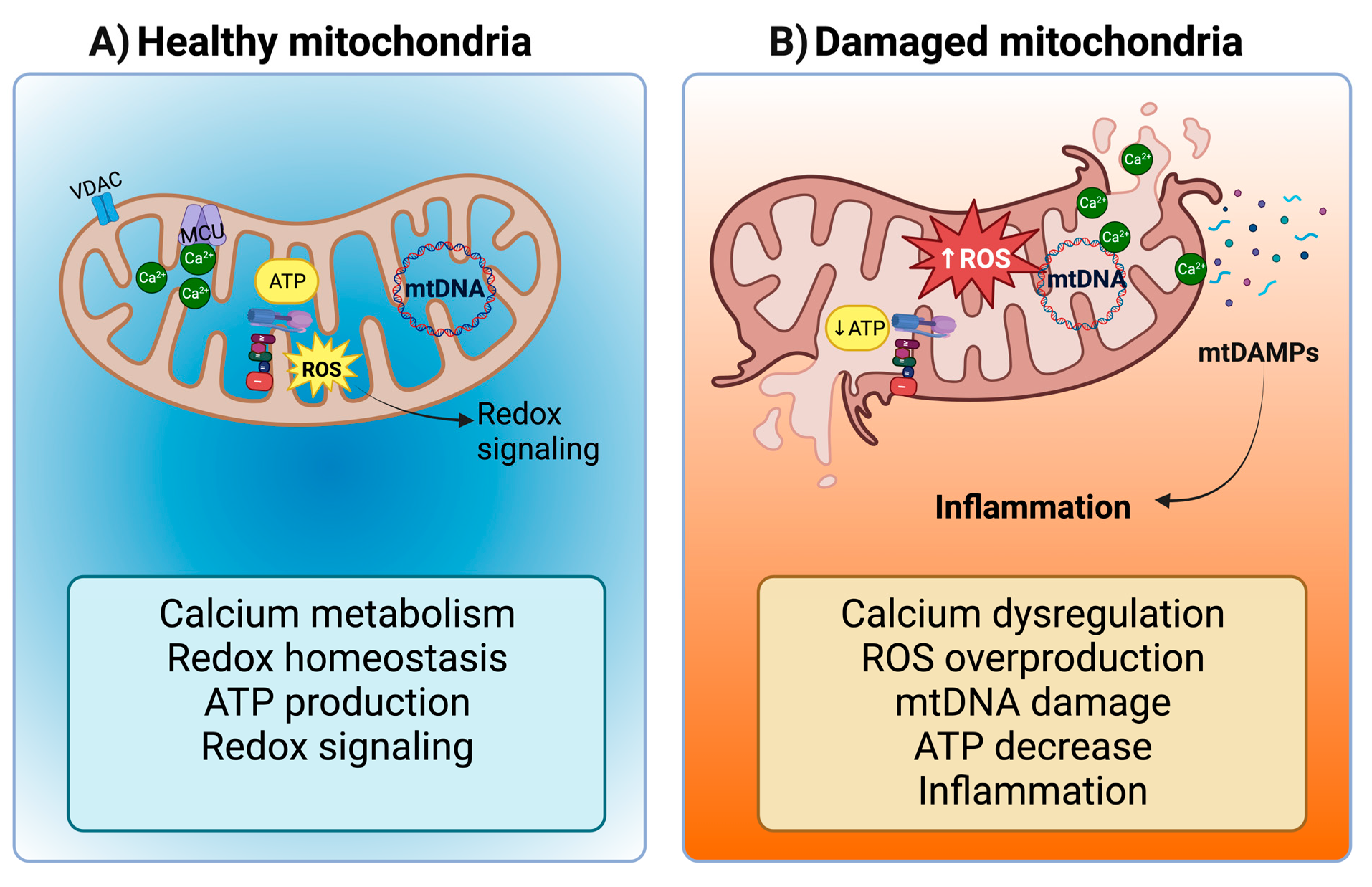 Mitochondrial Damage‐Induced Innate Immune Activation in Vascular