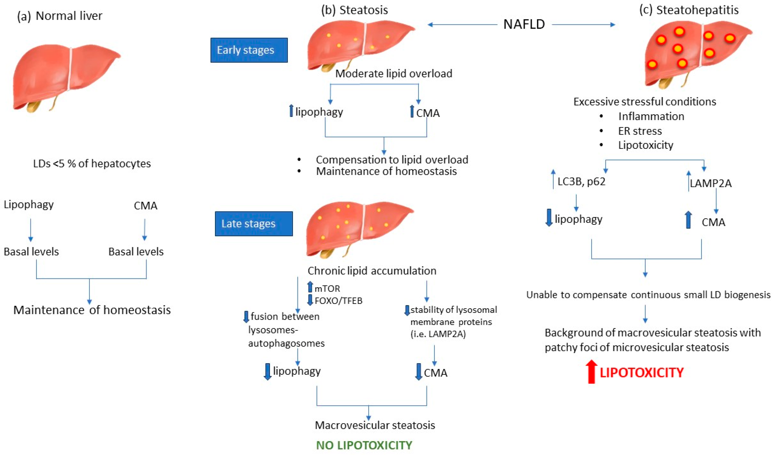 IJMS | Free Full-Text | Involvement of Lipophagy and Chaperone-Mediated ...