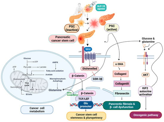 IJMS | Free Full-Text | Therapeutic Strategies for Pancreatic-Cancer ...