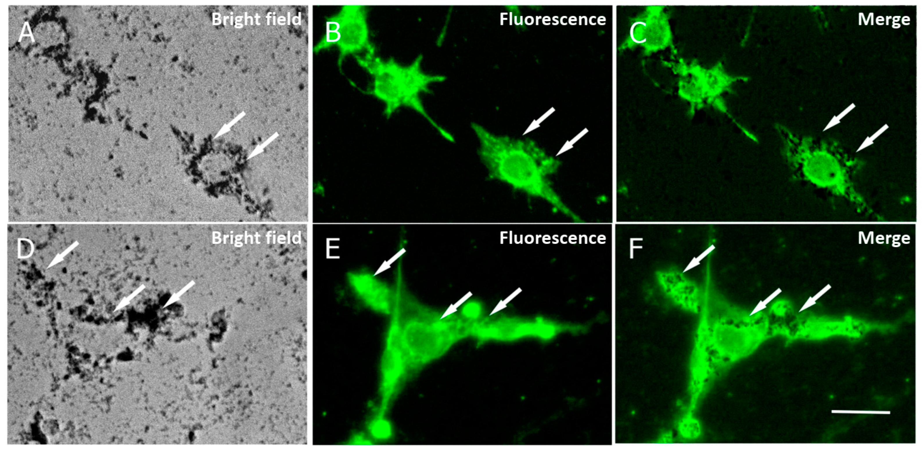 Ijms 24 15933 g004 Ijms 24 15933 g004