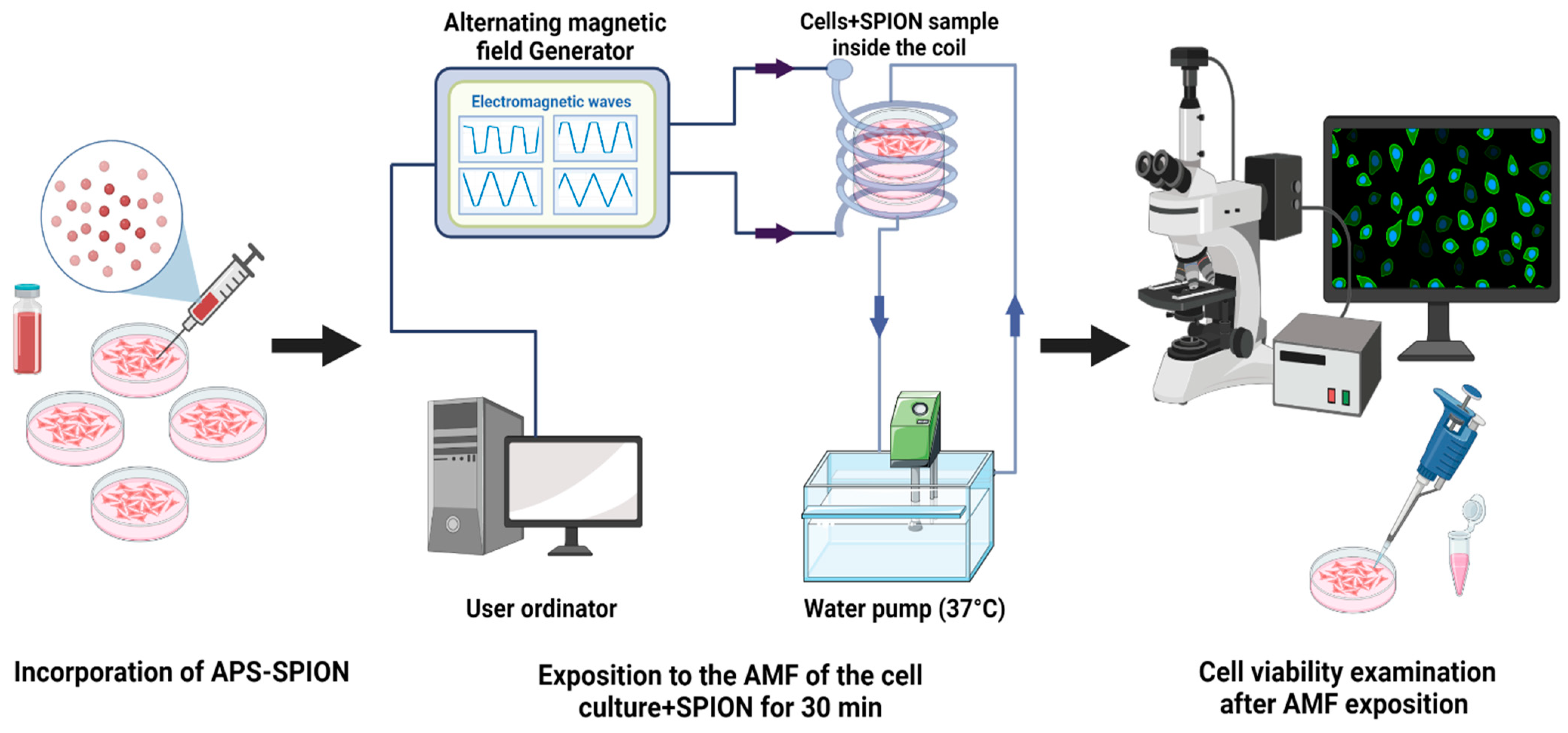Ijms 24 15933 g010 Ijms 24 15933 g010