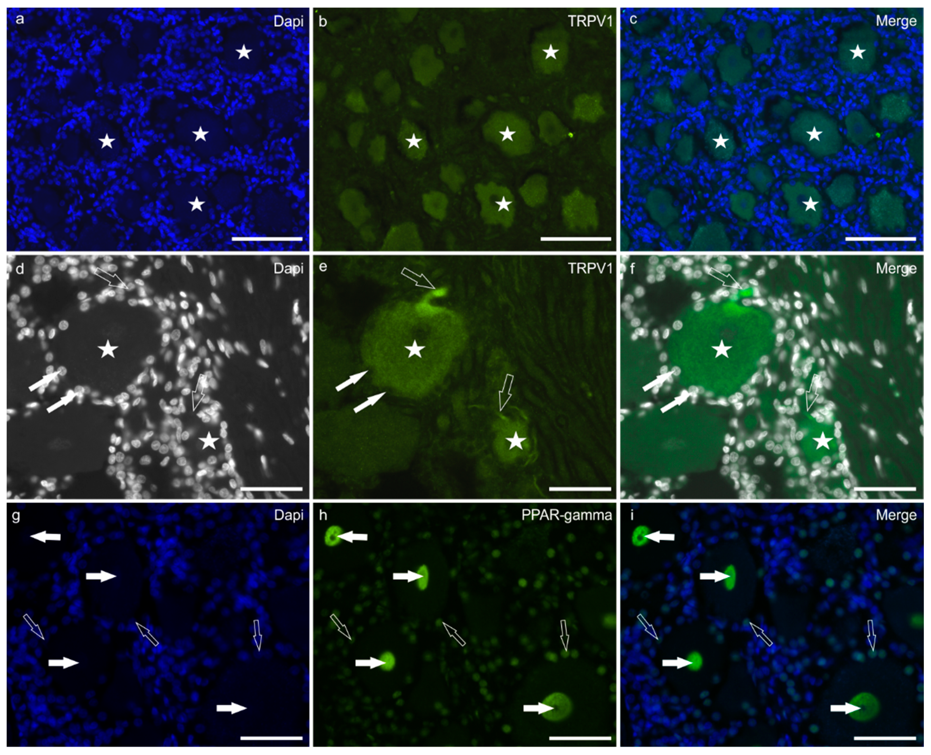 Ijms 24 15949 g002 Ijms 24 15949 g002