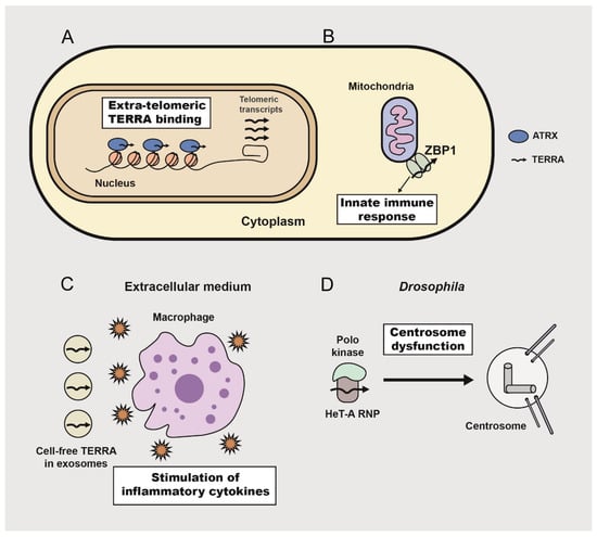 Telomere-to-mitochondria signalling by ZBP1 mediates replicative crisis