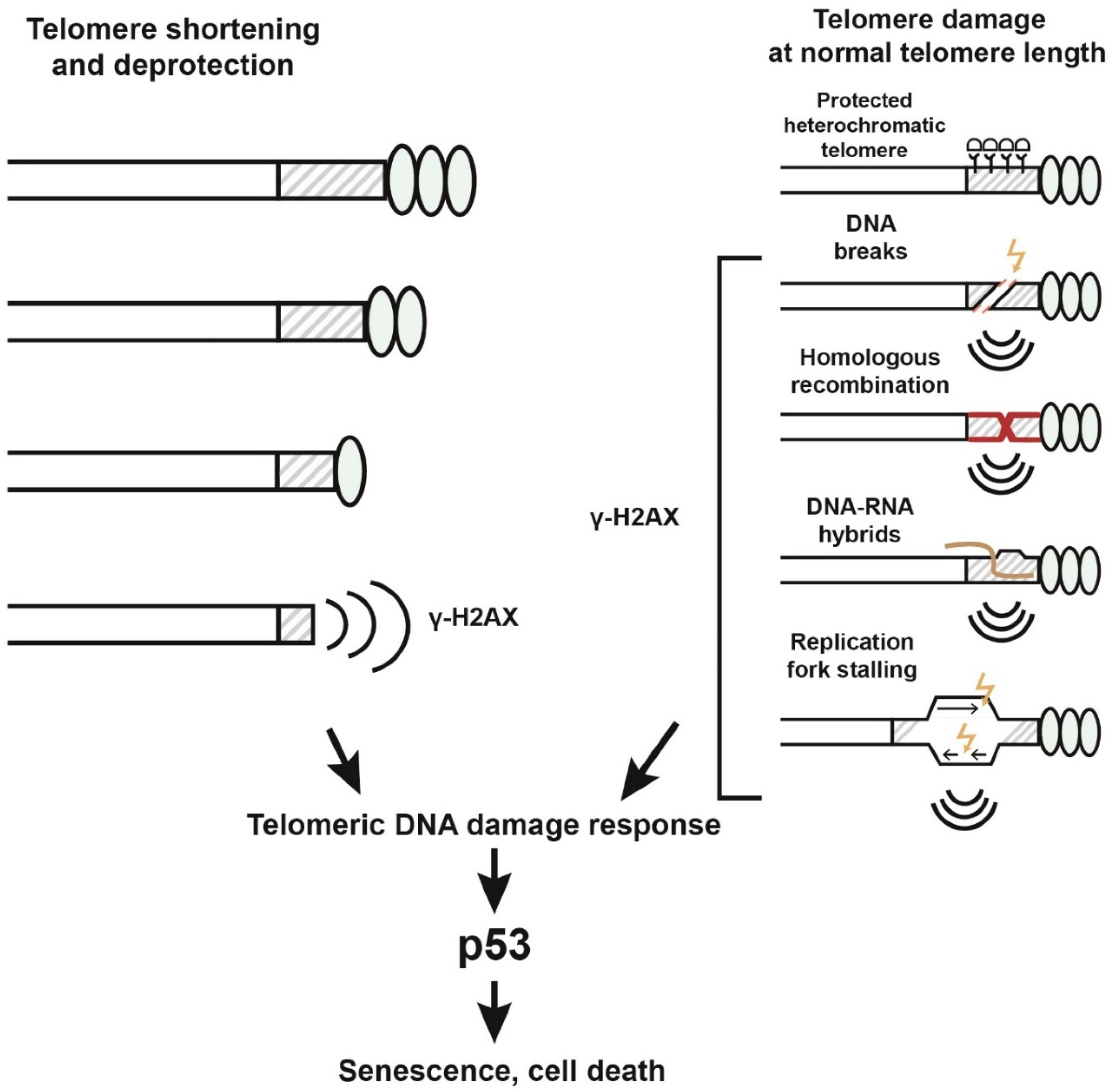 Telomere-to-mitochondria signalling by ZBP1 mediates replicative crisis