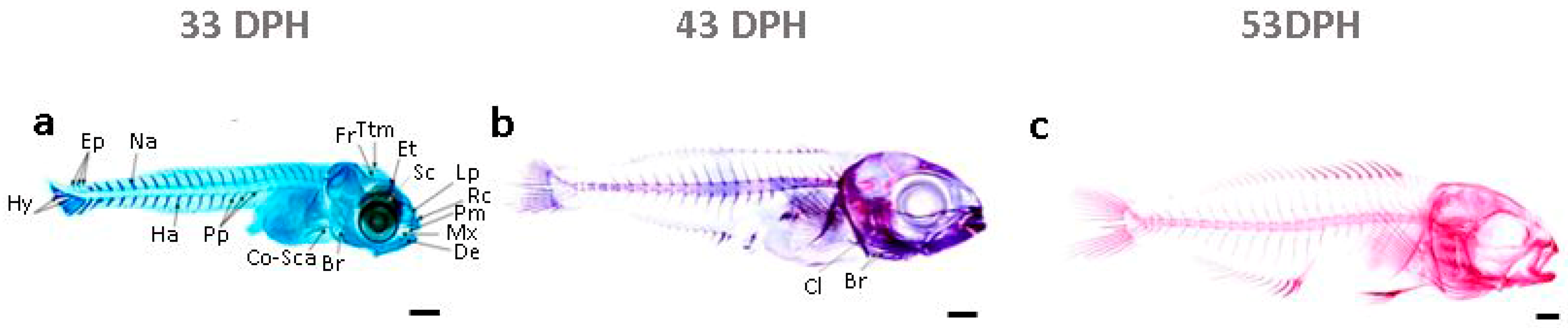 Ijms 24 16030 g001 Ijms 24 16030 g001