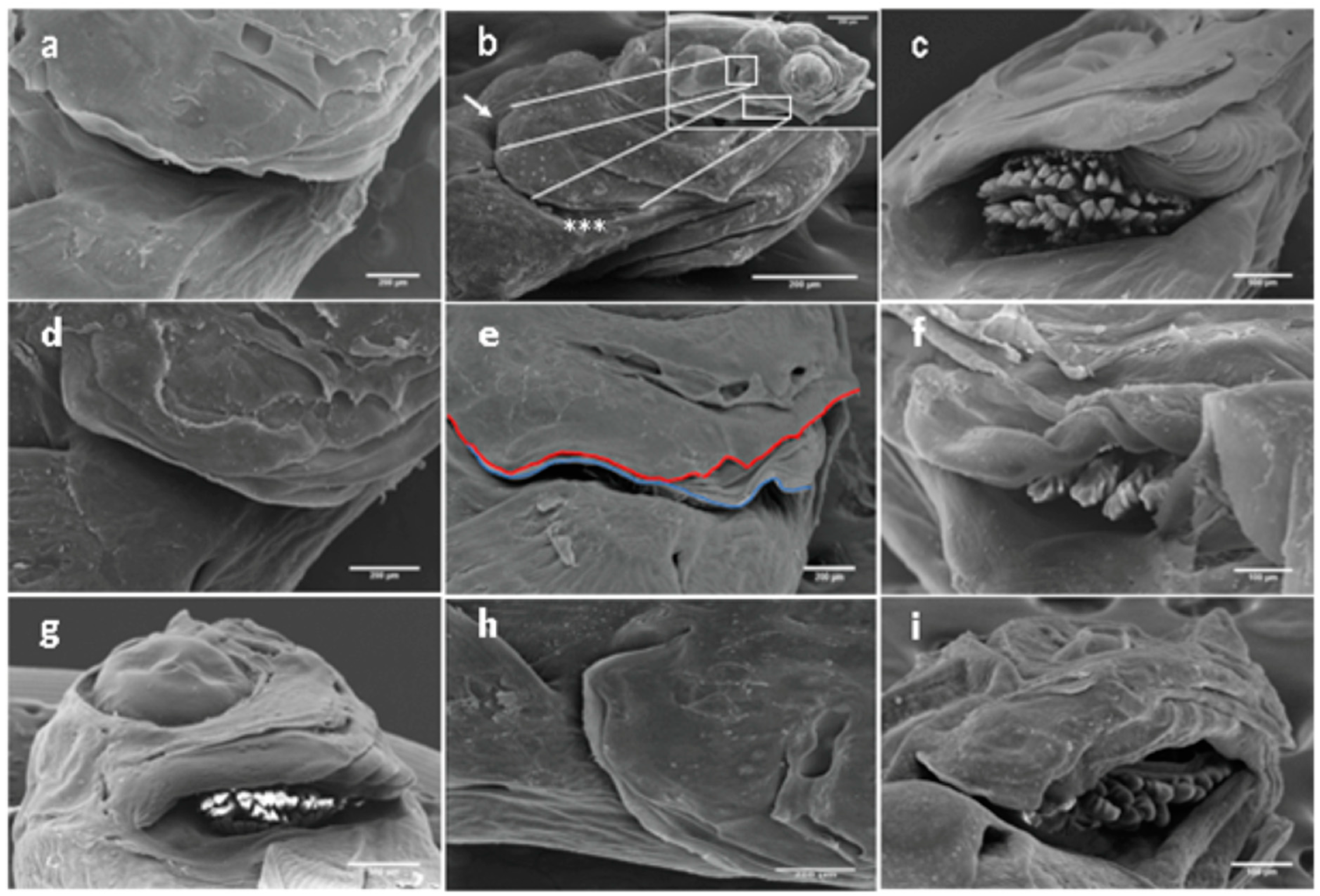 Ijms 24 16030 g003 Ijms 24 16030 g003