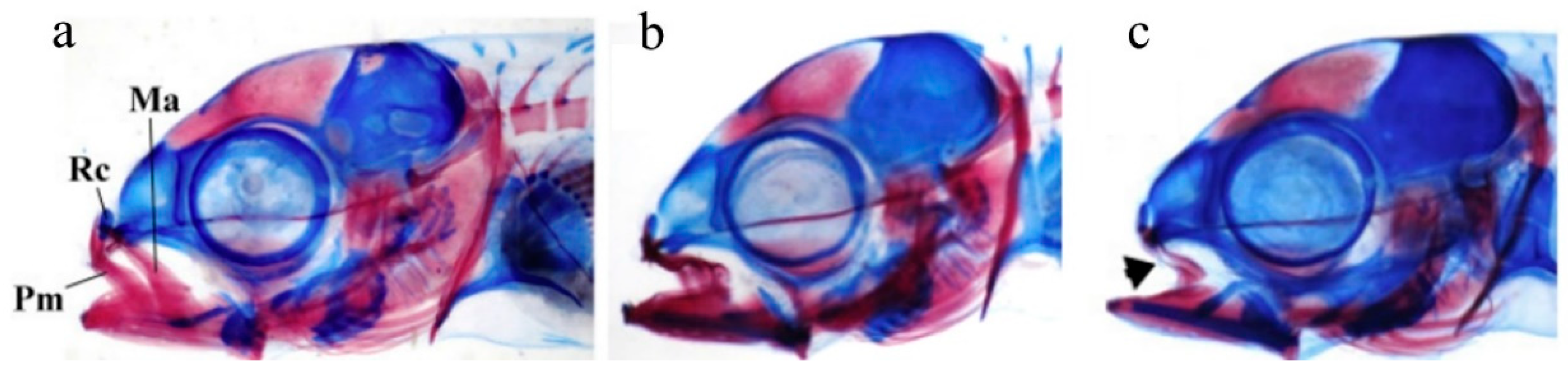 Ijms 24 16030 g004 Ijms 24 16030 g004