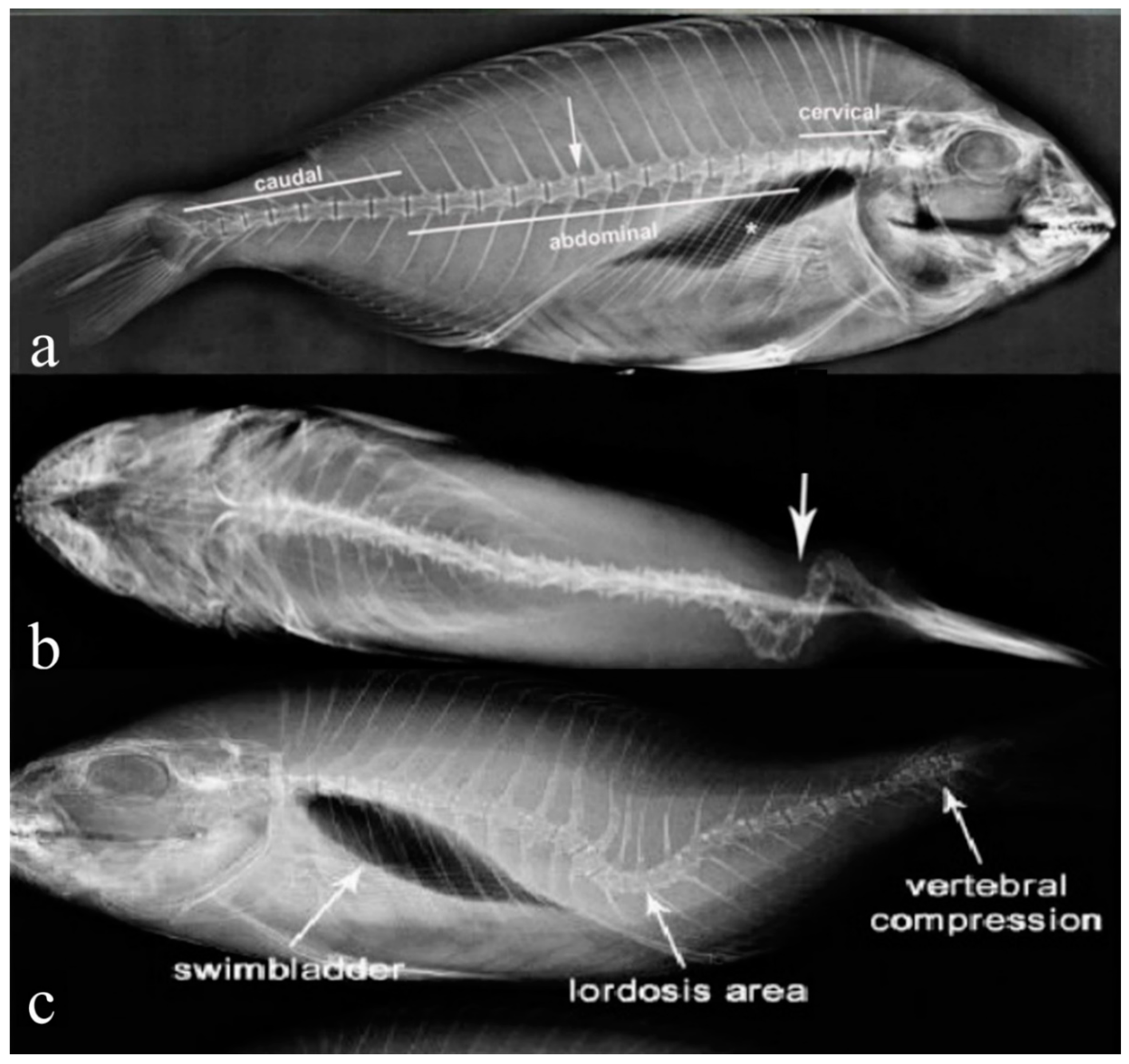 Ijms 24 16030 g005 Ijms 24 16030 g005