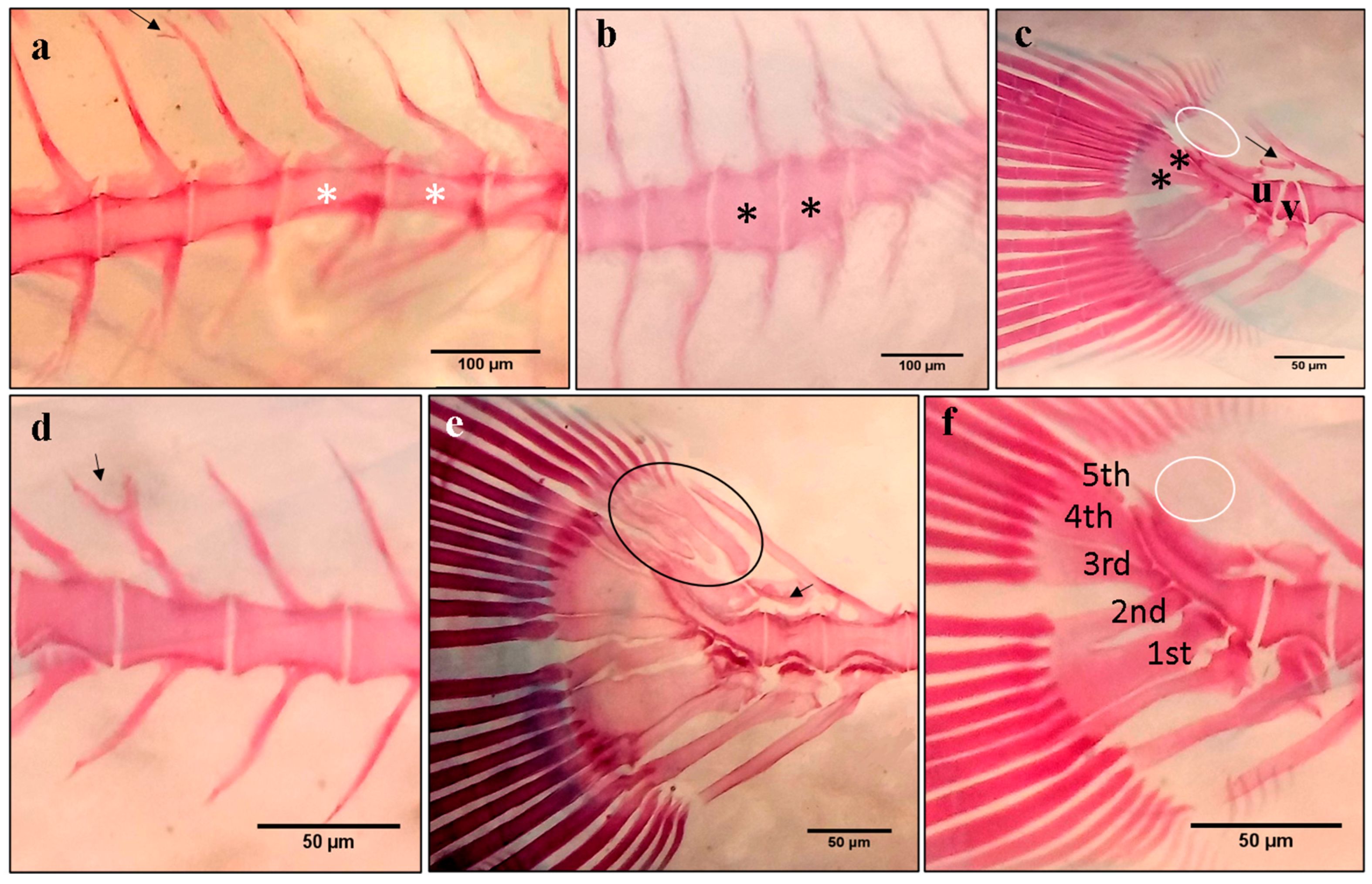 Ijms 24 16030 g006 Ijms 24 16030 g006