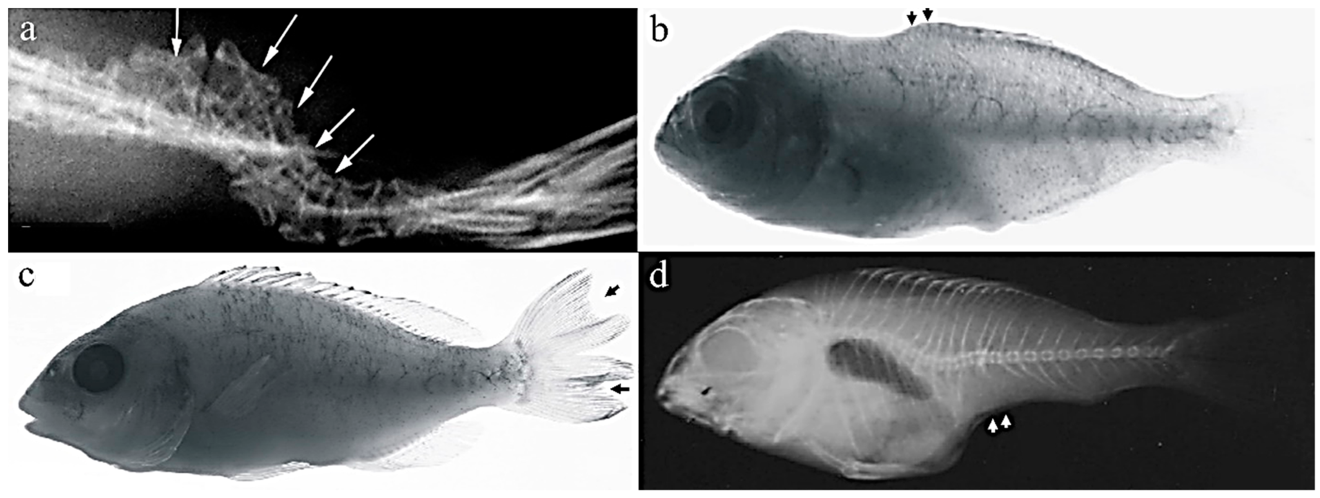 Ijms 24 16030 g007 Ijms 24 16030 g007