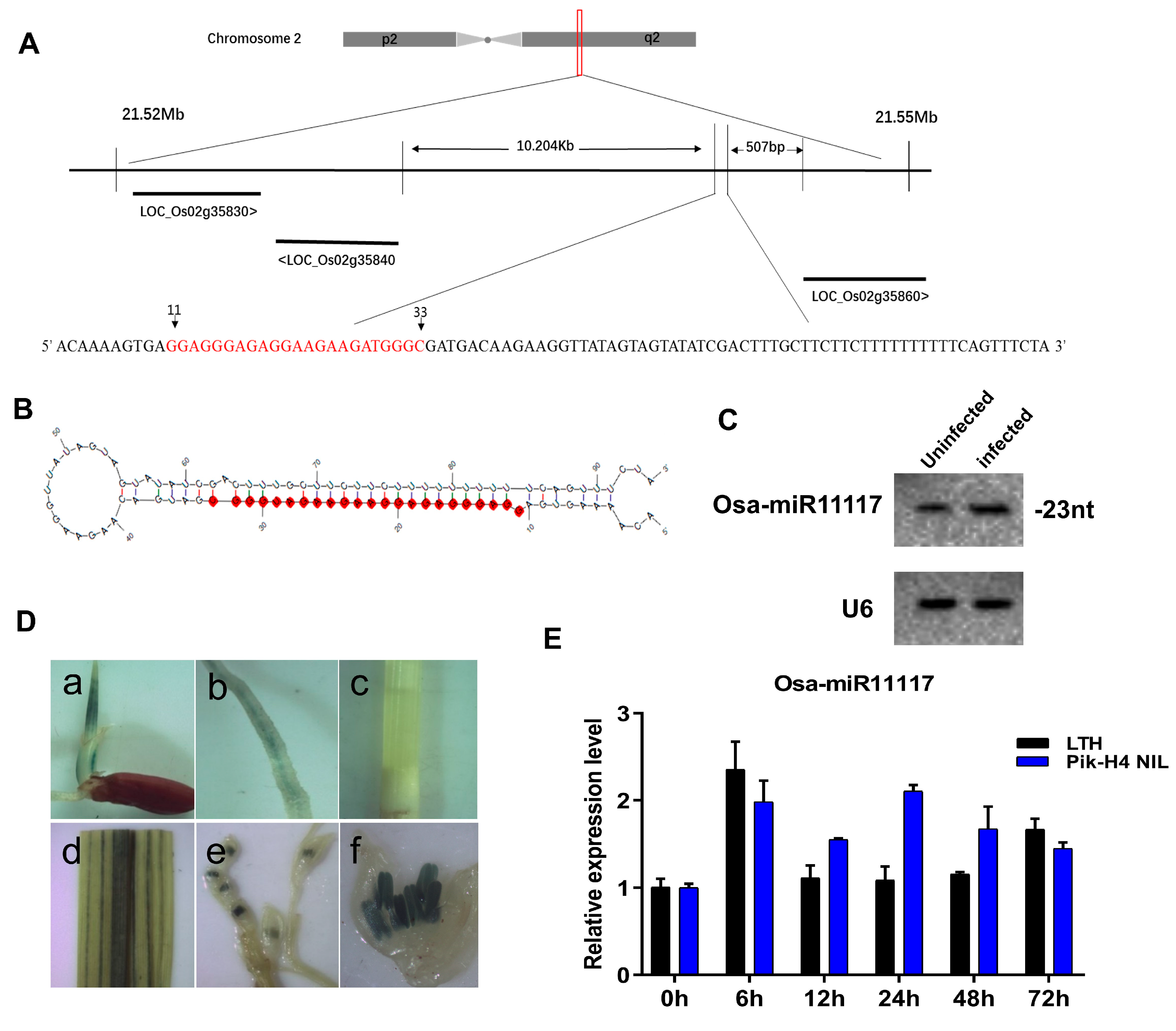 Ijms 24 16052 g001 Ijms 24 16052 g001