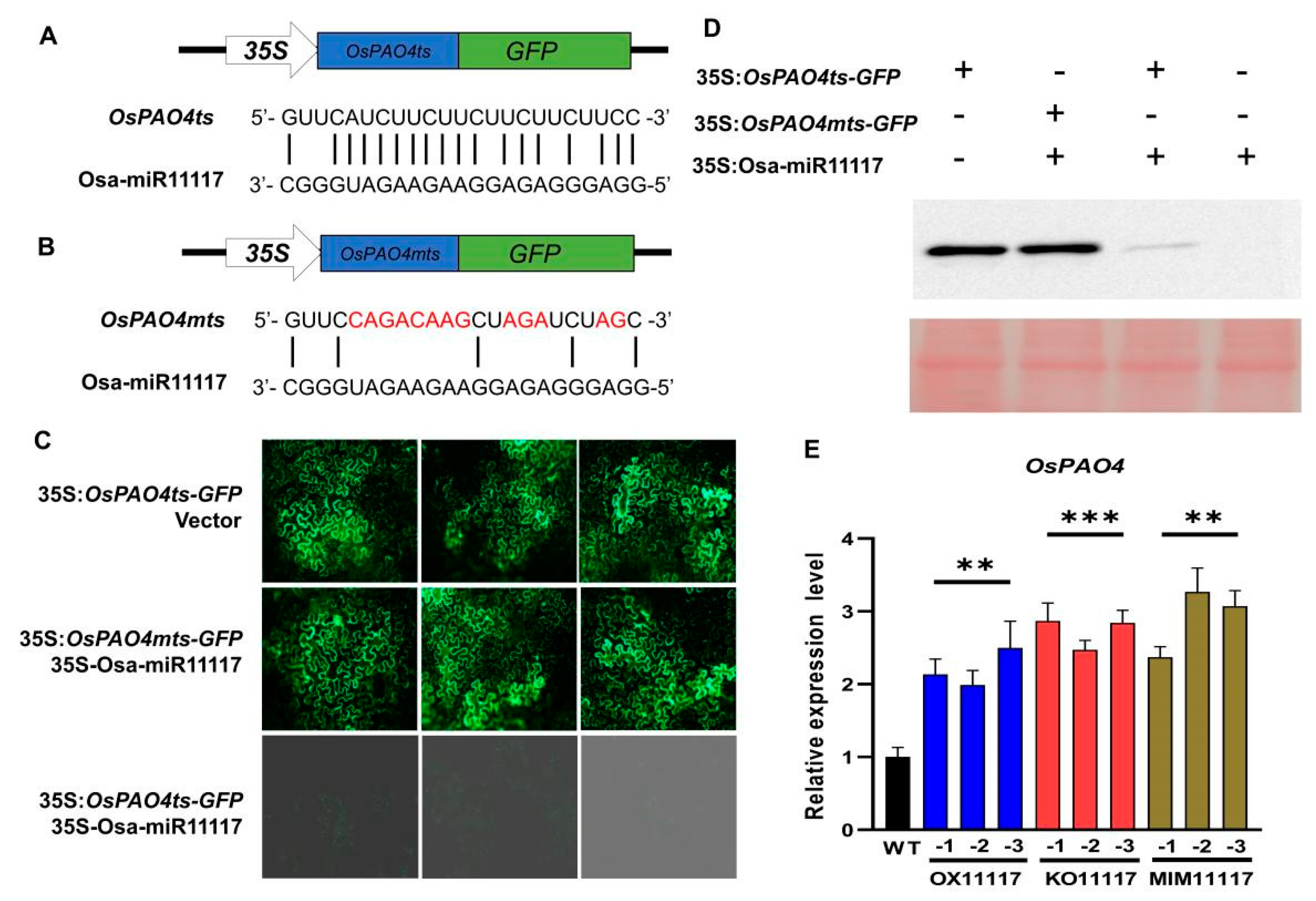 IJMS | Free Full-Text | Osa-miR11117 Targets OsPAO4 to Regulate 