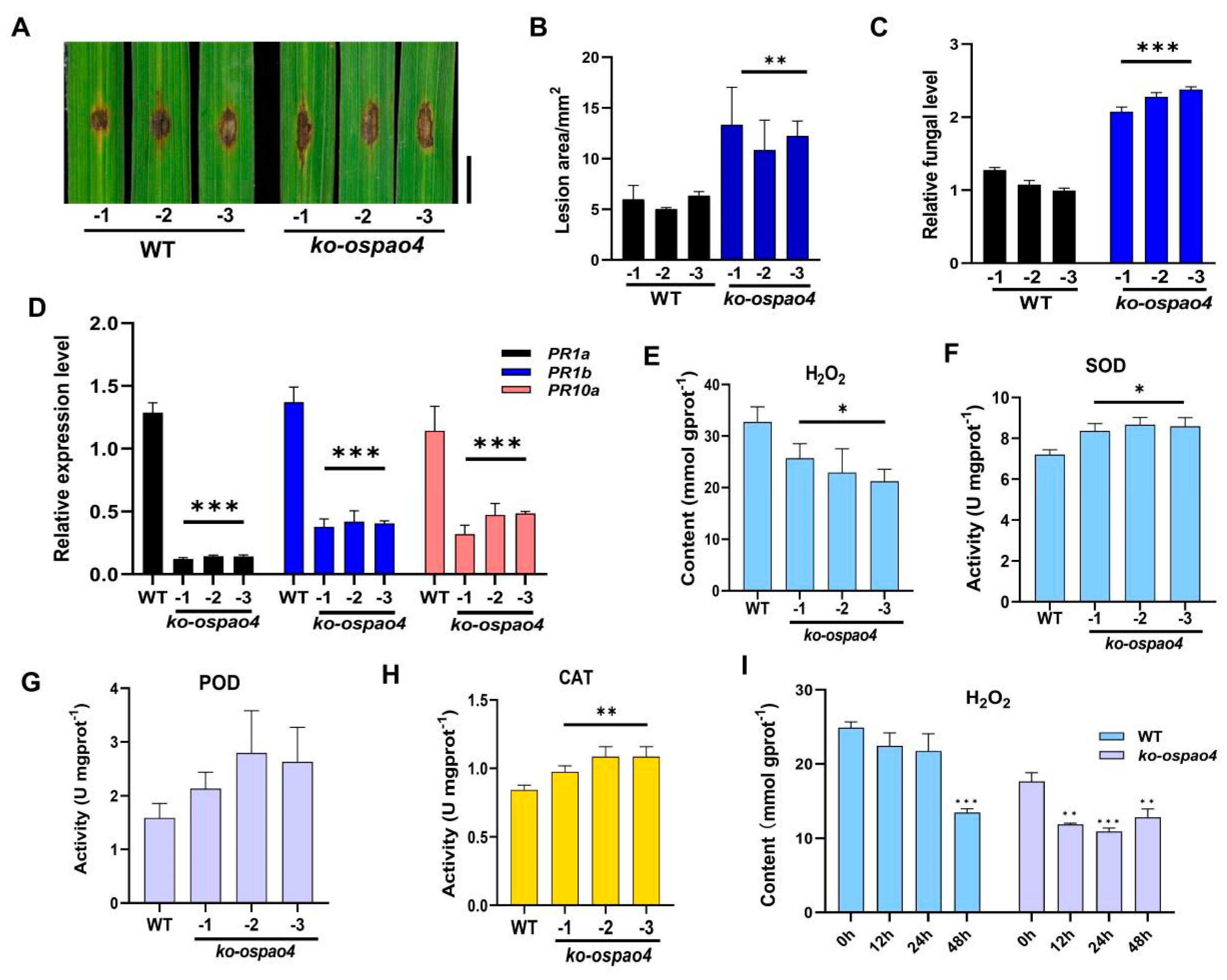 IJMS | Free Full-Text | Osa-miR11117 Targets OsPAO4 to Regulate 